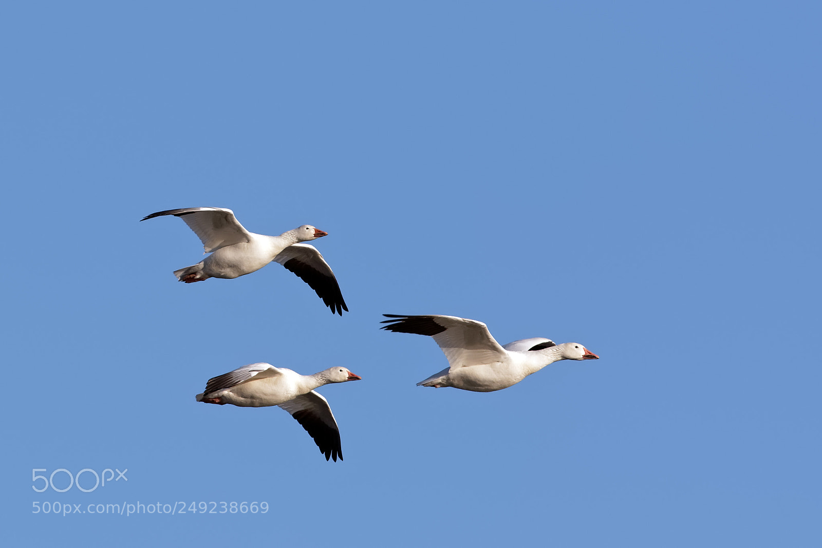 Canon EOS 7D Mark II sample photo. Snow geese in flight photography