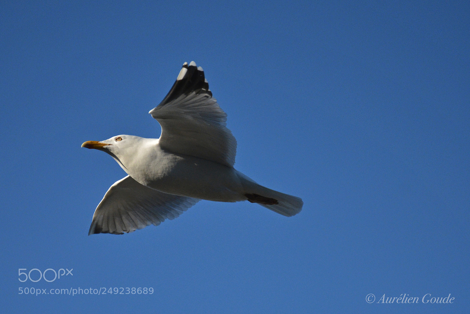 Nikon D7000 sample photo. Faune (bretagne) photography