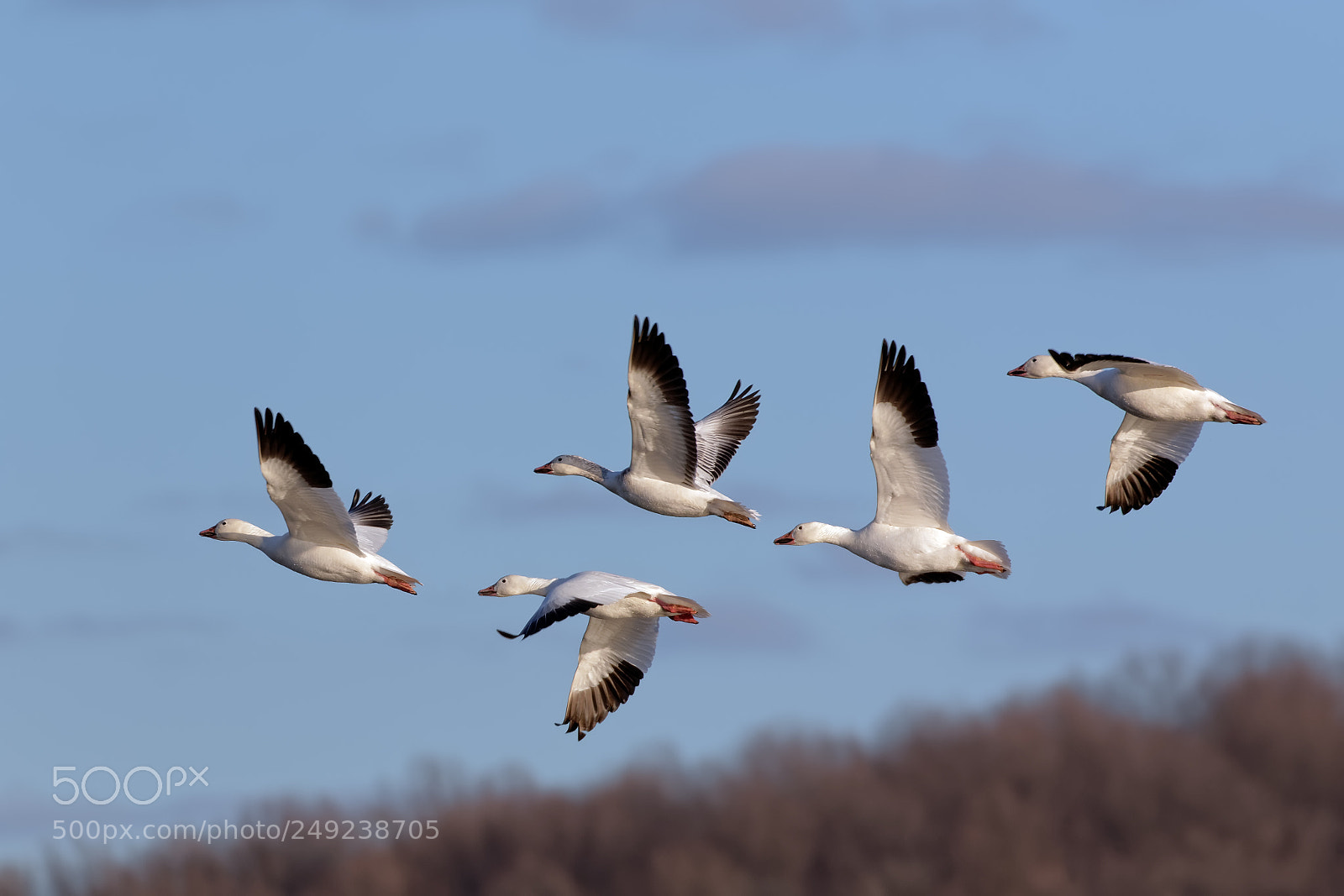 Canon EOS 7D Mark II sample photo. Migrating snow geese in photography