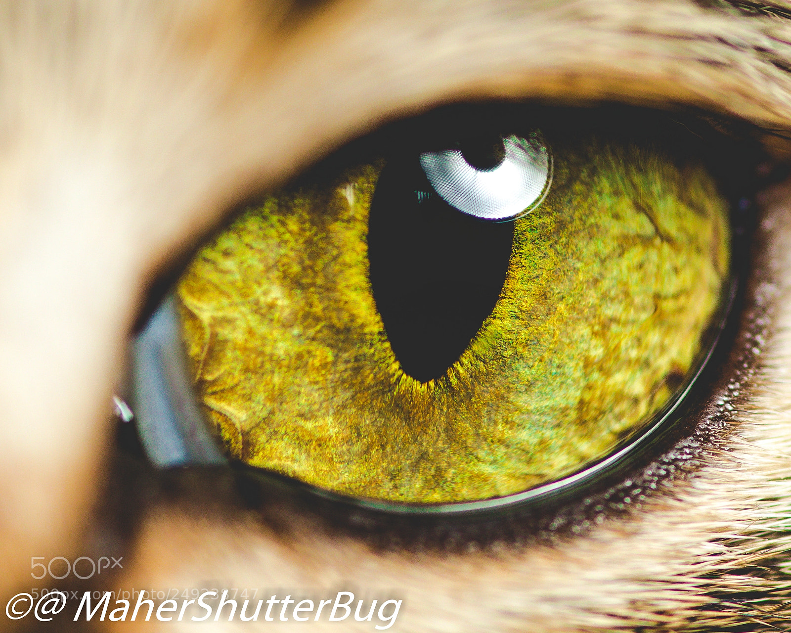 Canon EOS 5D Mark IV sample photo. An animal eye which photography