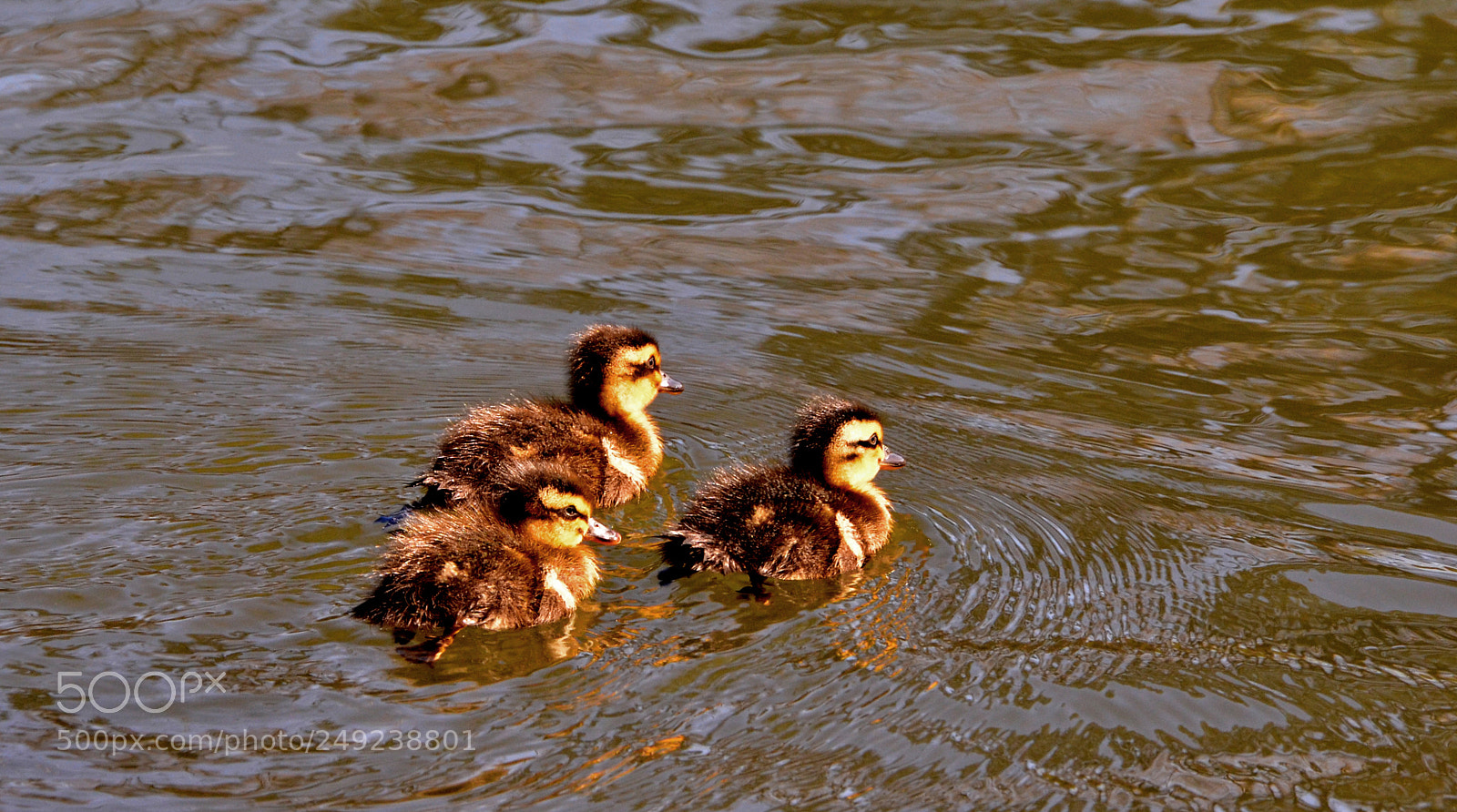 Nikon D7000 sample photo. Buddy system photography