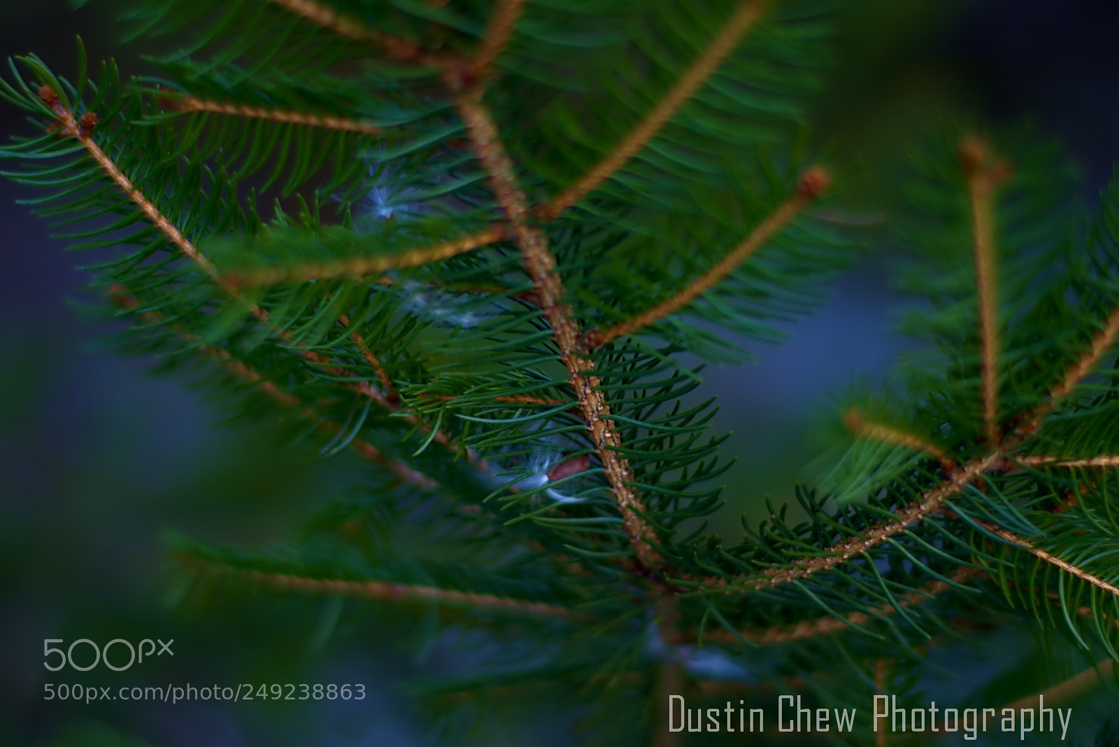 Nikon D7200 sample photo. Pine and seed photography