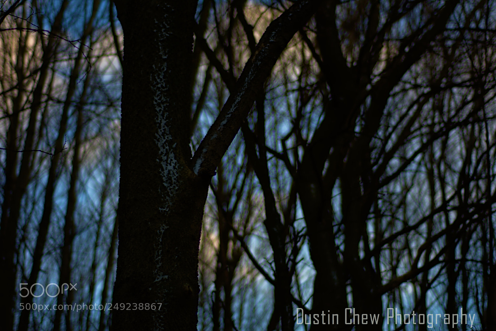 Nikon D7200 sample photo. Snow-tree photography