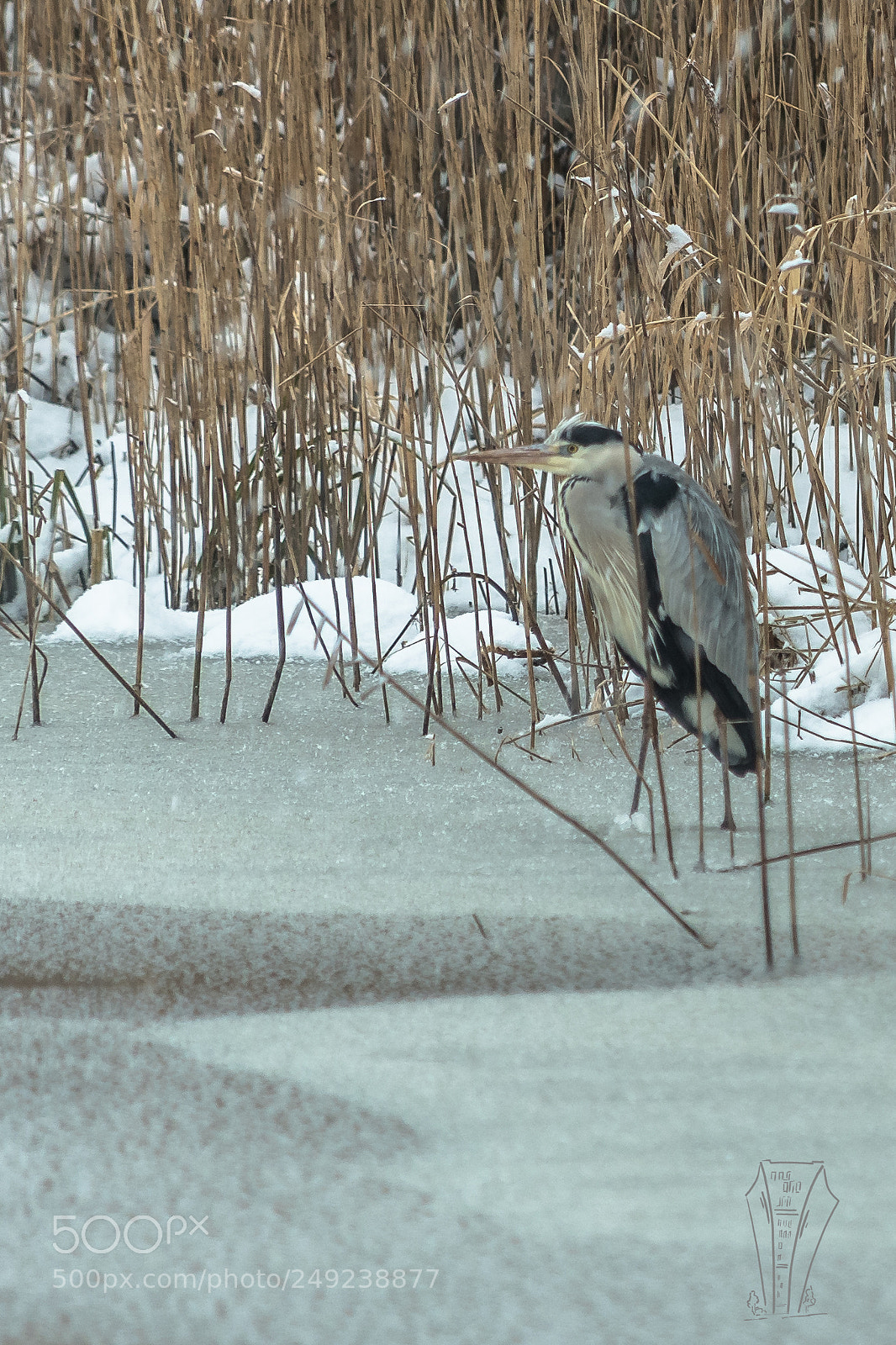 Nikon D500 sample photo. Gray heron photography
