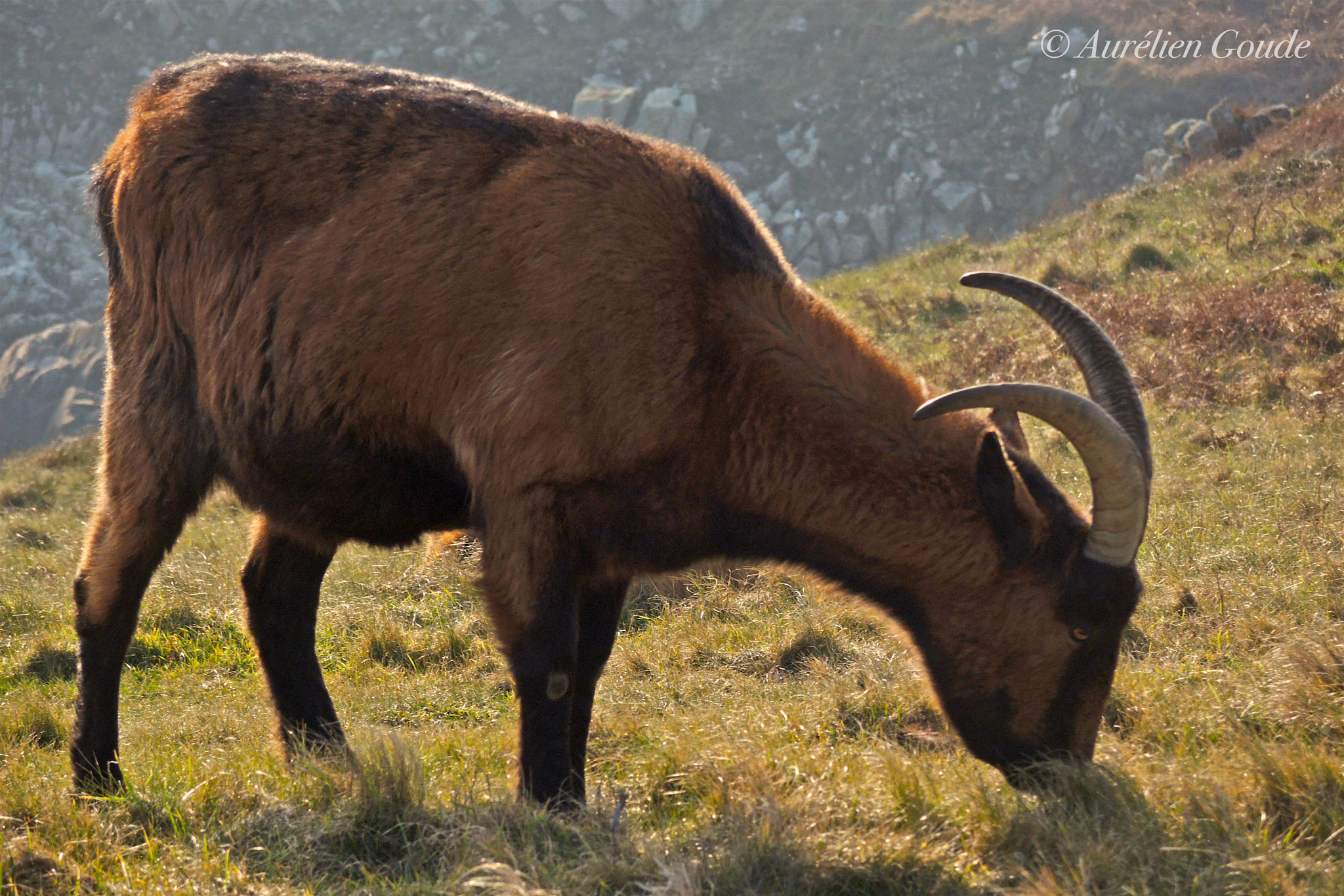 Nikon Coolpix P7700 sample photo. Faune / animaux photography