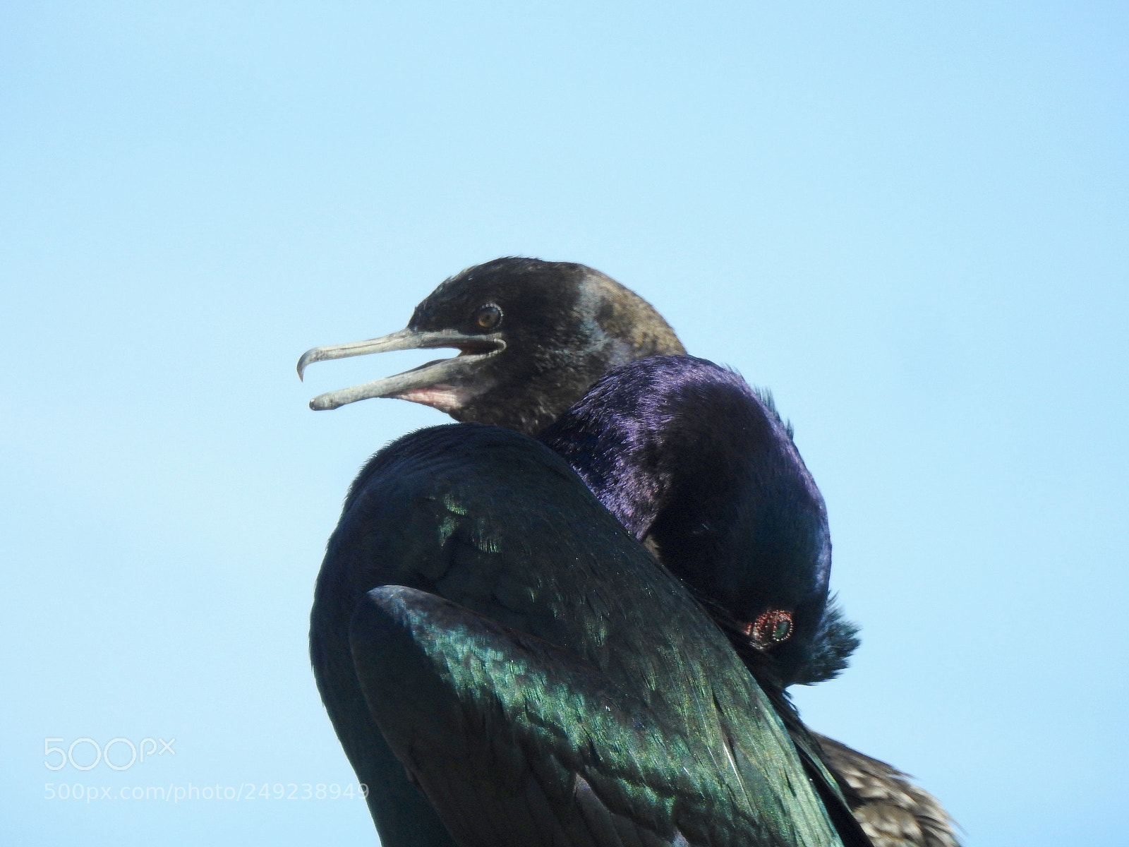 Nikon Coolpix P900 sample photo. Pelagic cormorant photography