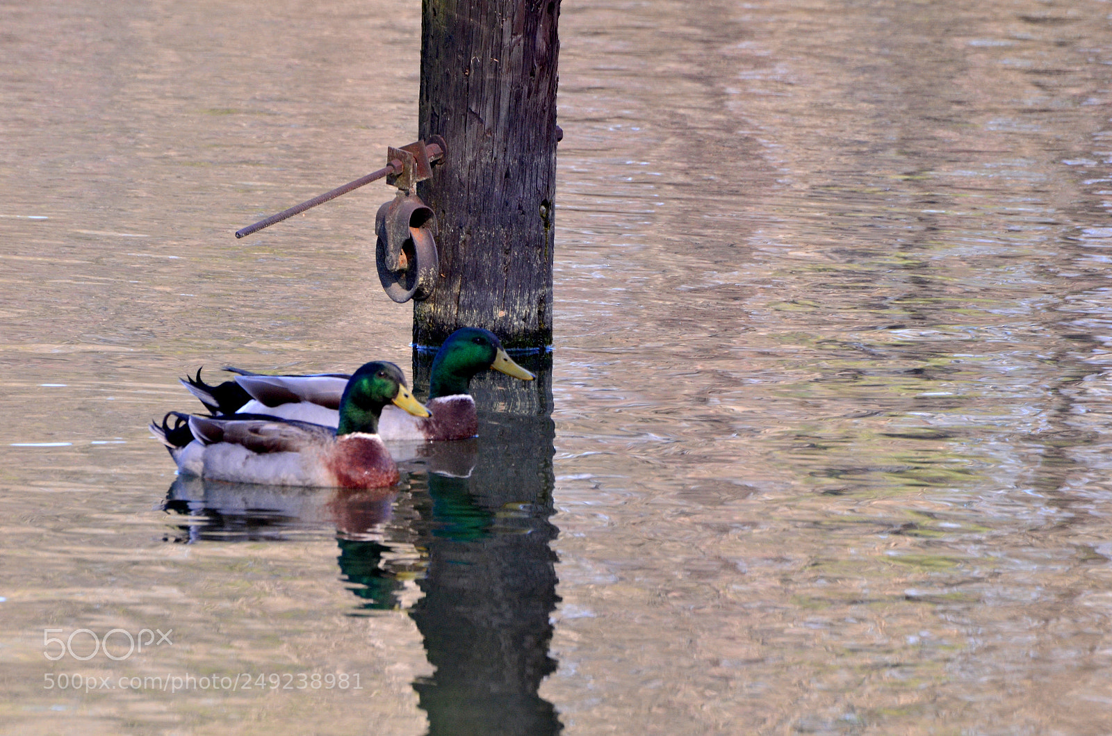 Nikon D7000 sample photo. Pair of ducks photography