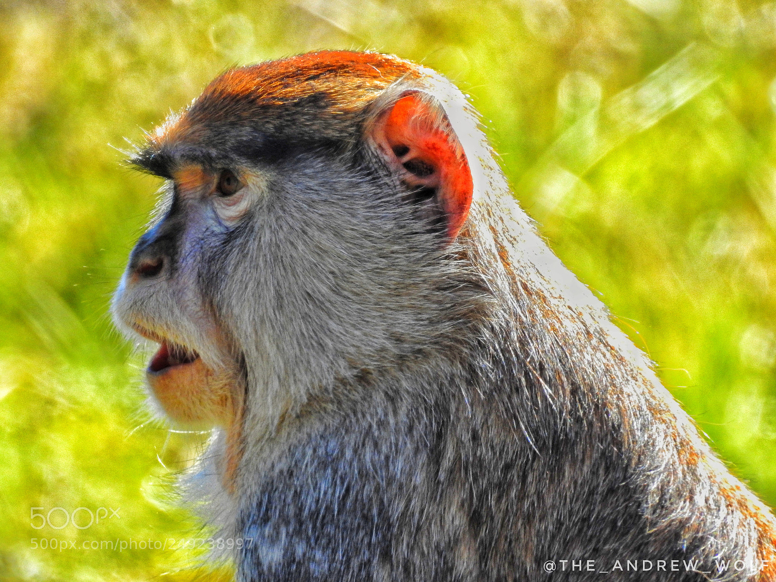 Nikon Coolpix P900 sample photo. Monkey portrait photography