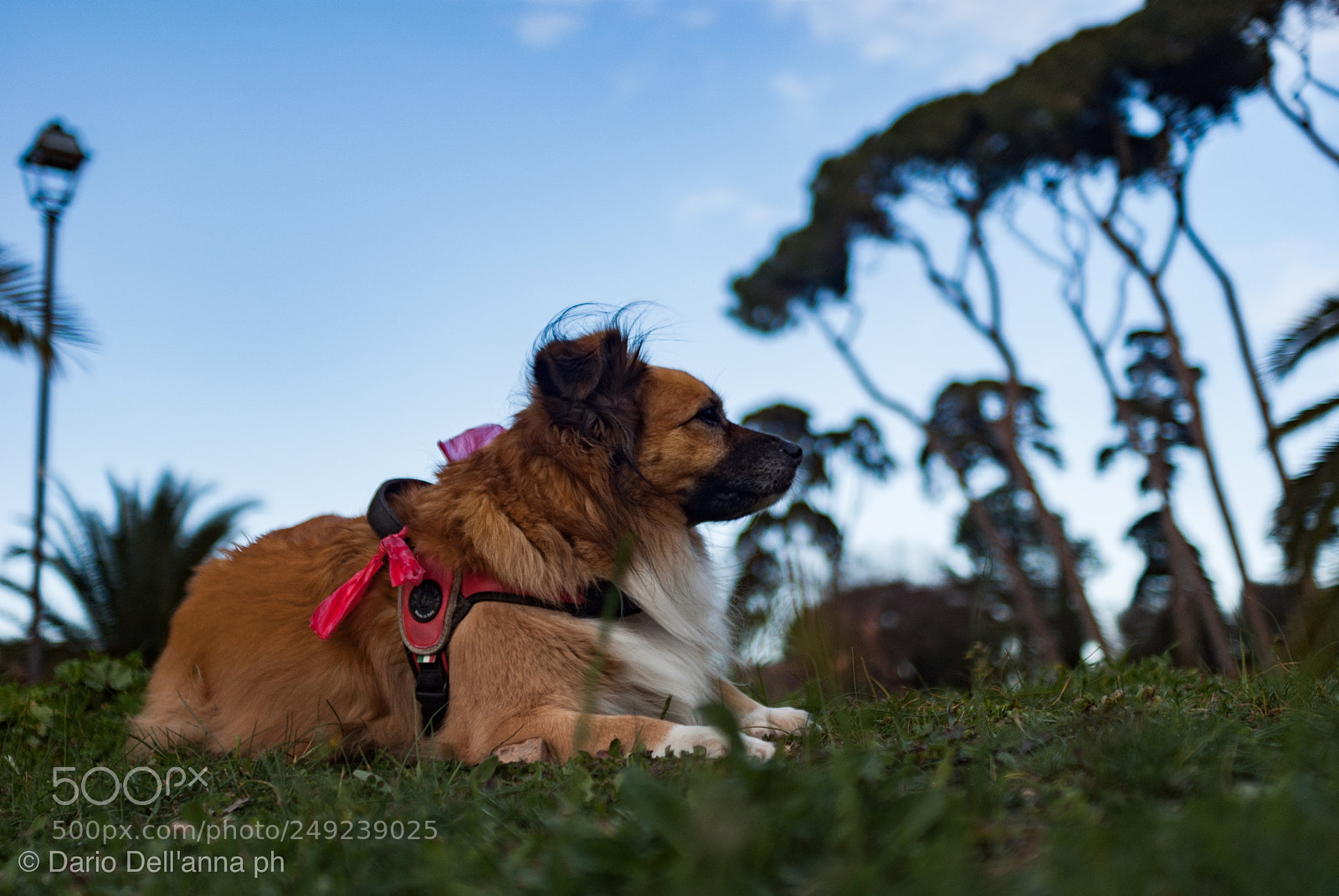 Sony Alpha DSLR-A300 sample photo. And dharma photography