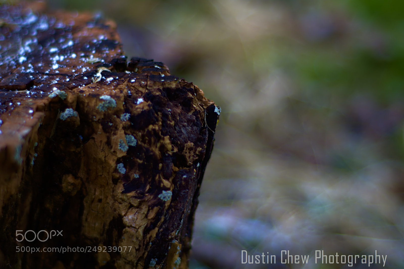 Nikon D7200 sample photo. Stumped06 photography