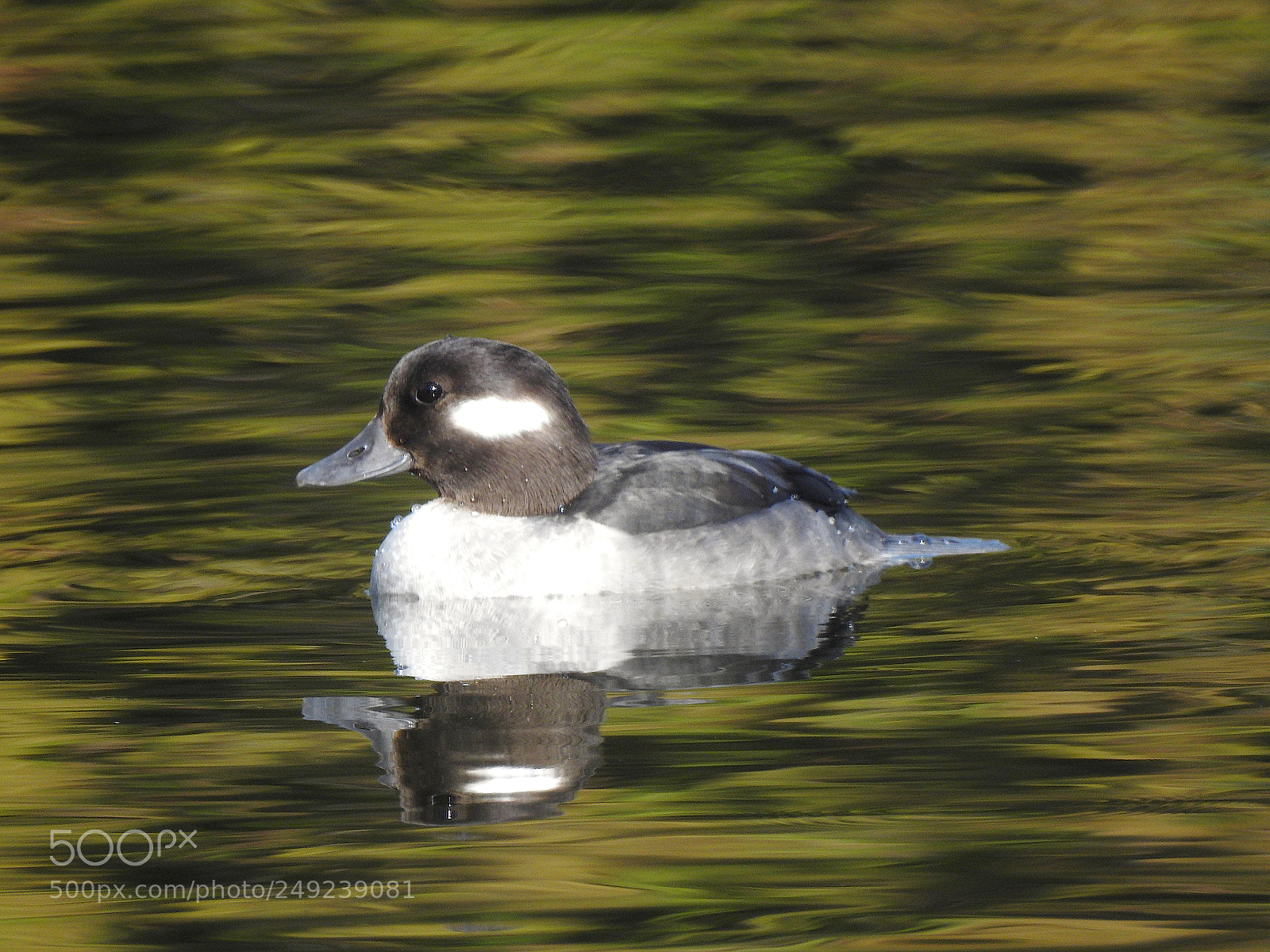 Nikon Coolpix P900 sample photo. Bufflehead photography