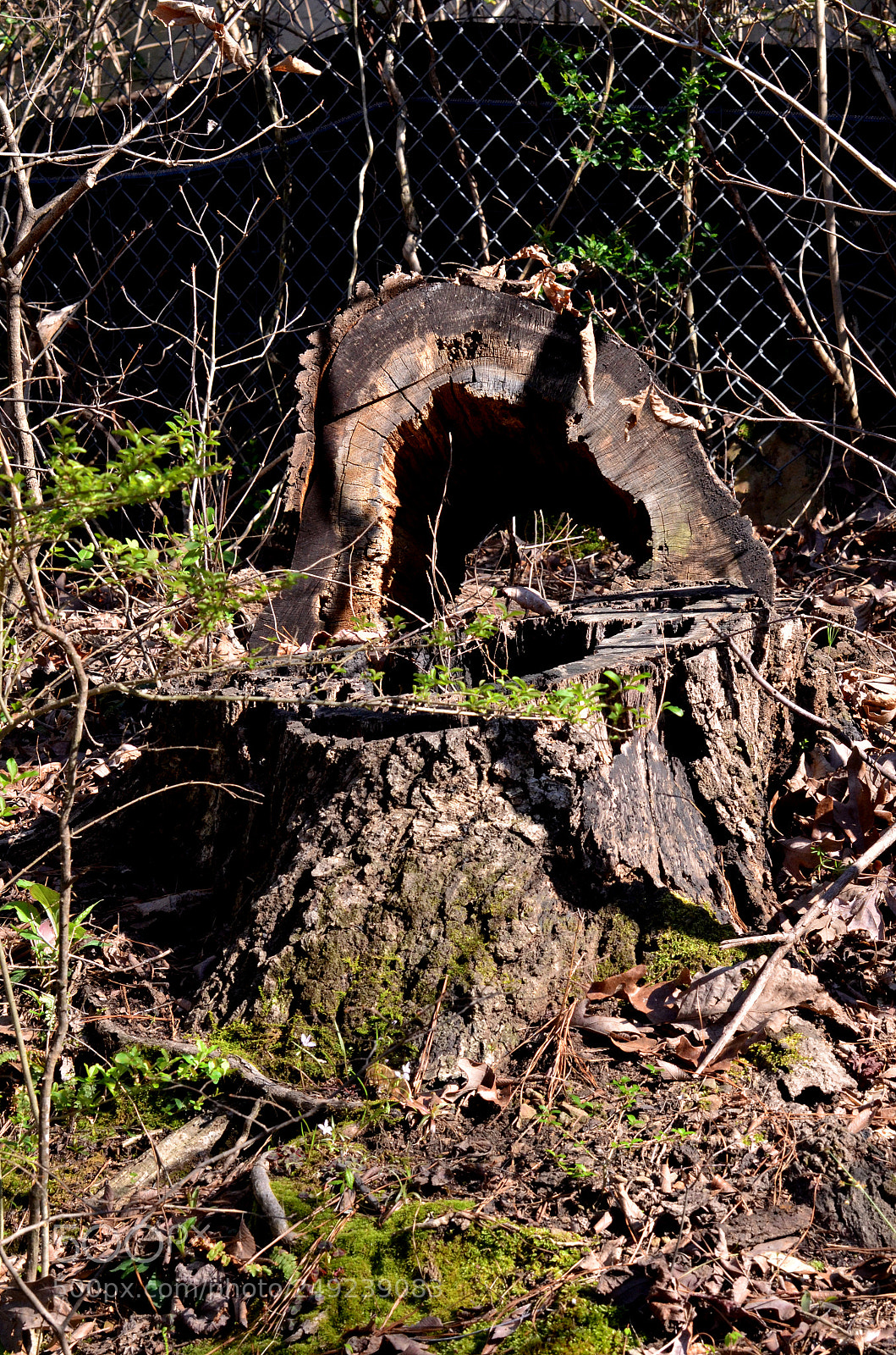 Nikon D7000 sample photo. Hollow log photography