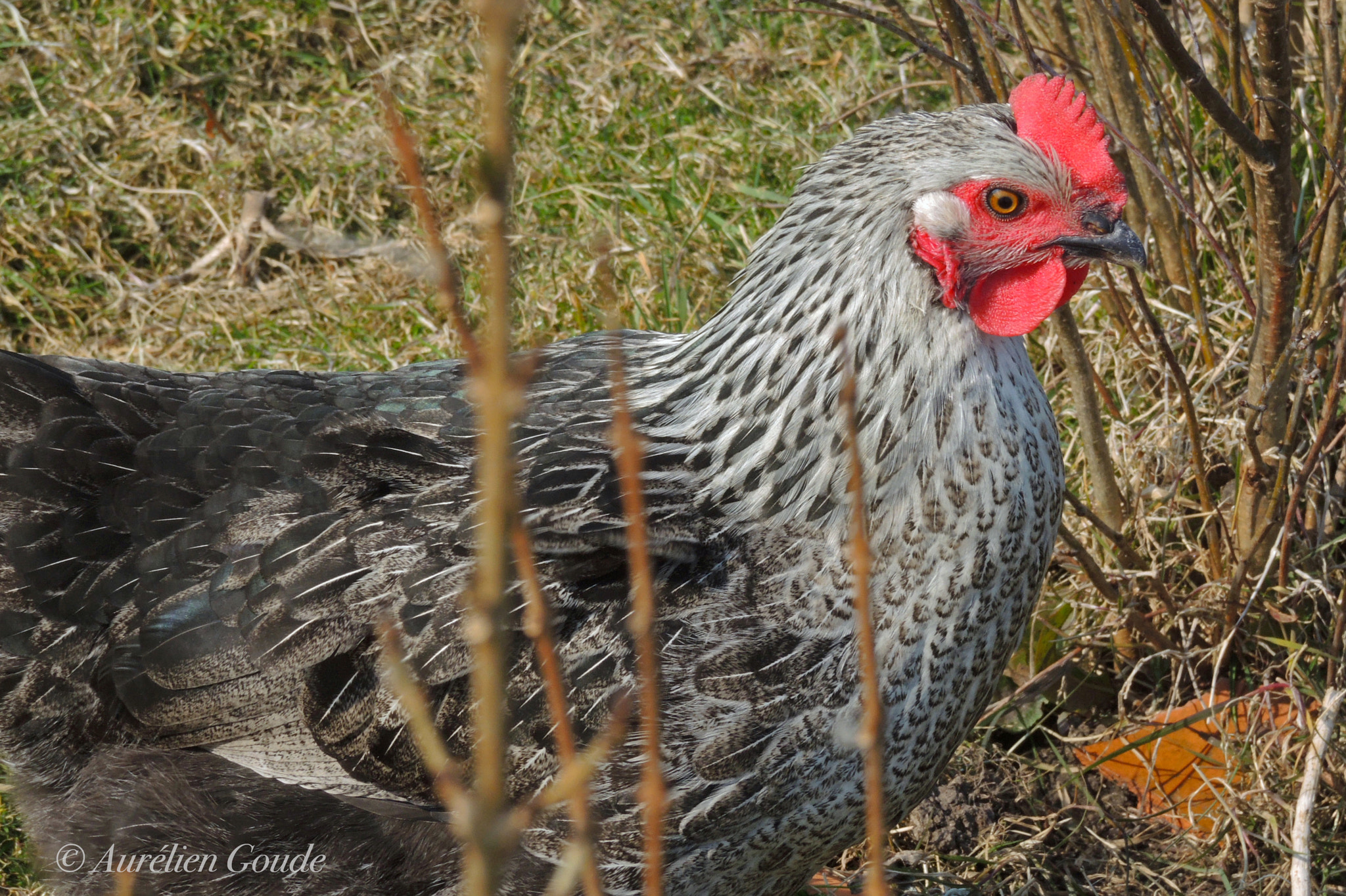 Nikon Coolpix P7700 sample photo. Faune / animaux photography