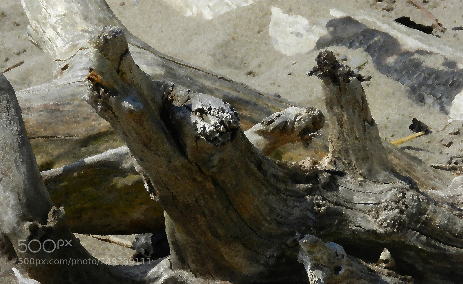 Nikon Coolpix P500 sample photo. Animal images on the photography