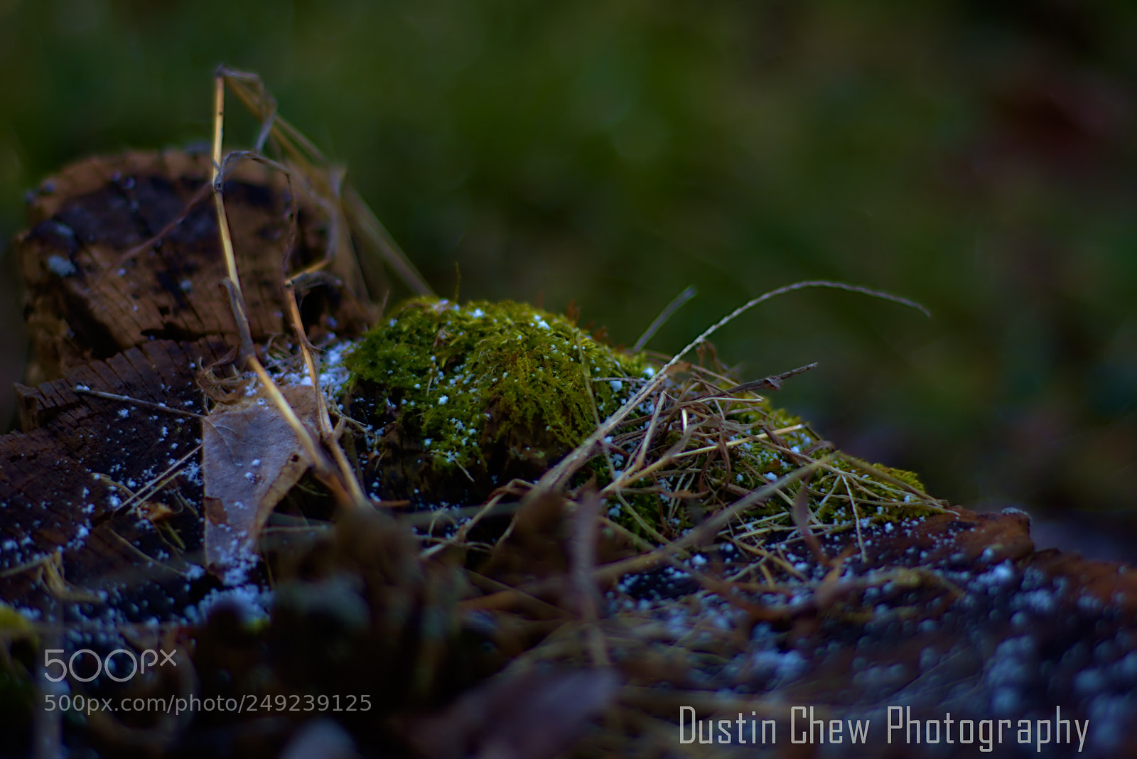 Nikon D7200 sample photo. Mossy lichen photography
