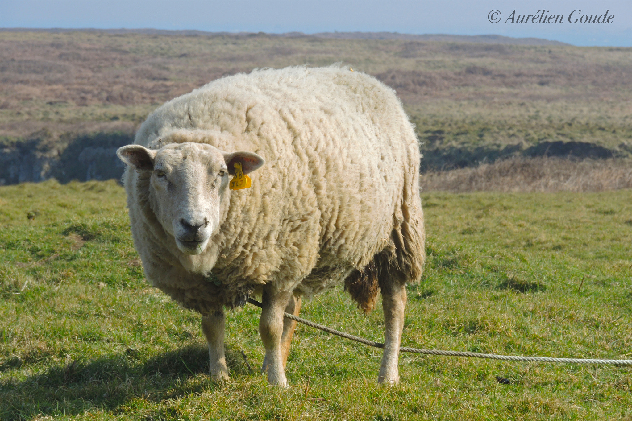 Nikon Coolpix P7700 sample photo. Faune / animaux photography