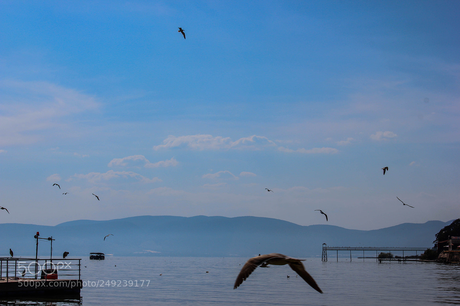 Canon EOS 550D (EOS Rebel T2i / EOS Kiss X4) sample photo. Aves lago de chapala photography
