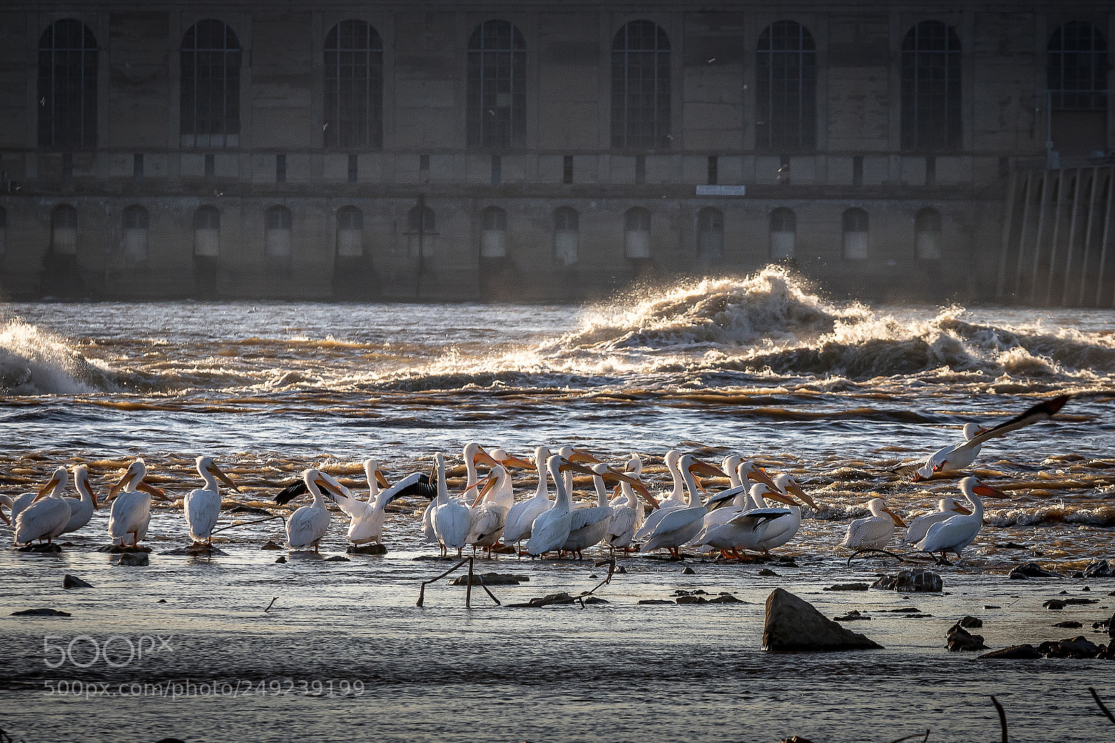 Canon EOS 80D sample photo. Flock of pelicans below photography