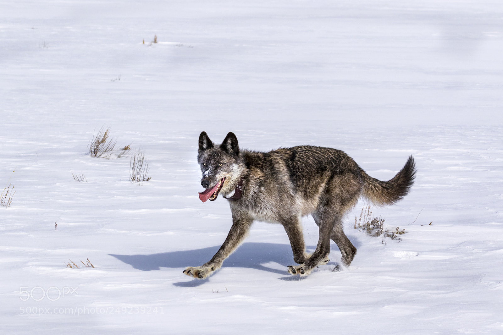 Canon EOS 7D Mark II sample photo. 926f with the glance photography