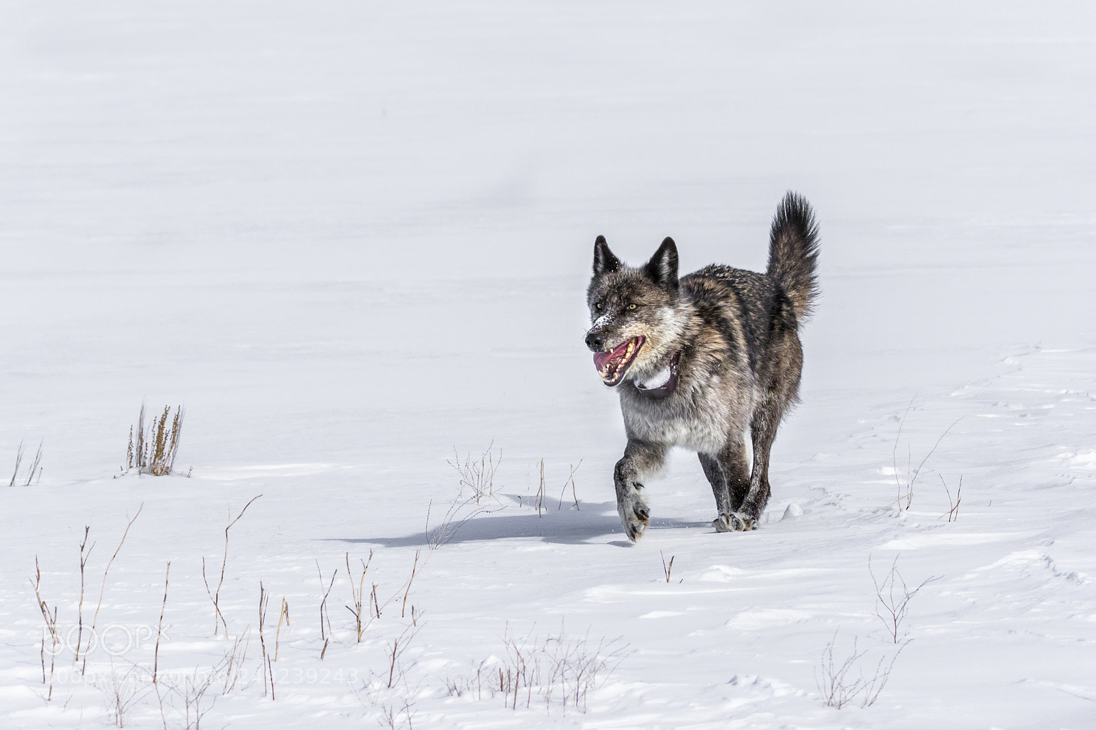 Canon EOS 7D Mark II sample photo. 926f in hot pursuit photography