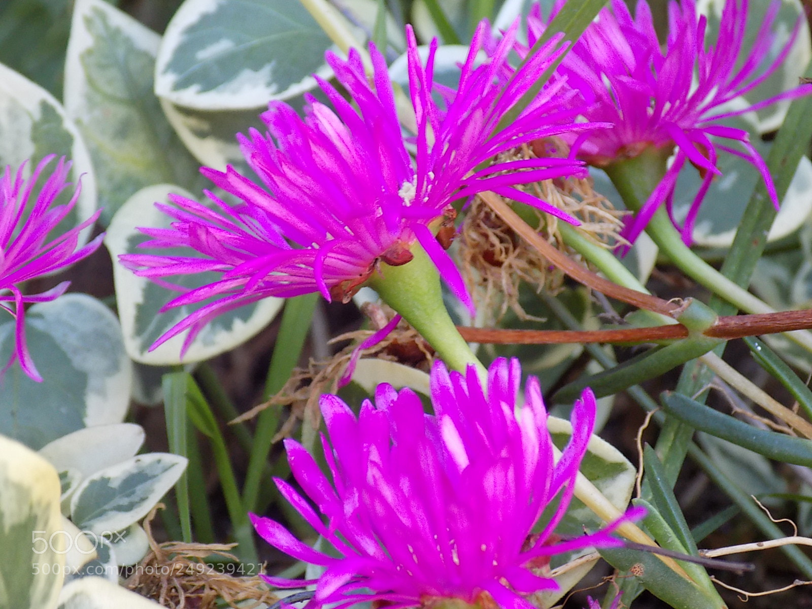 Nikon COOLPIX L340 sample photo. Alfaomega photography