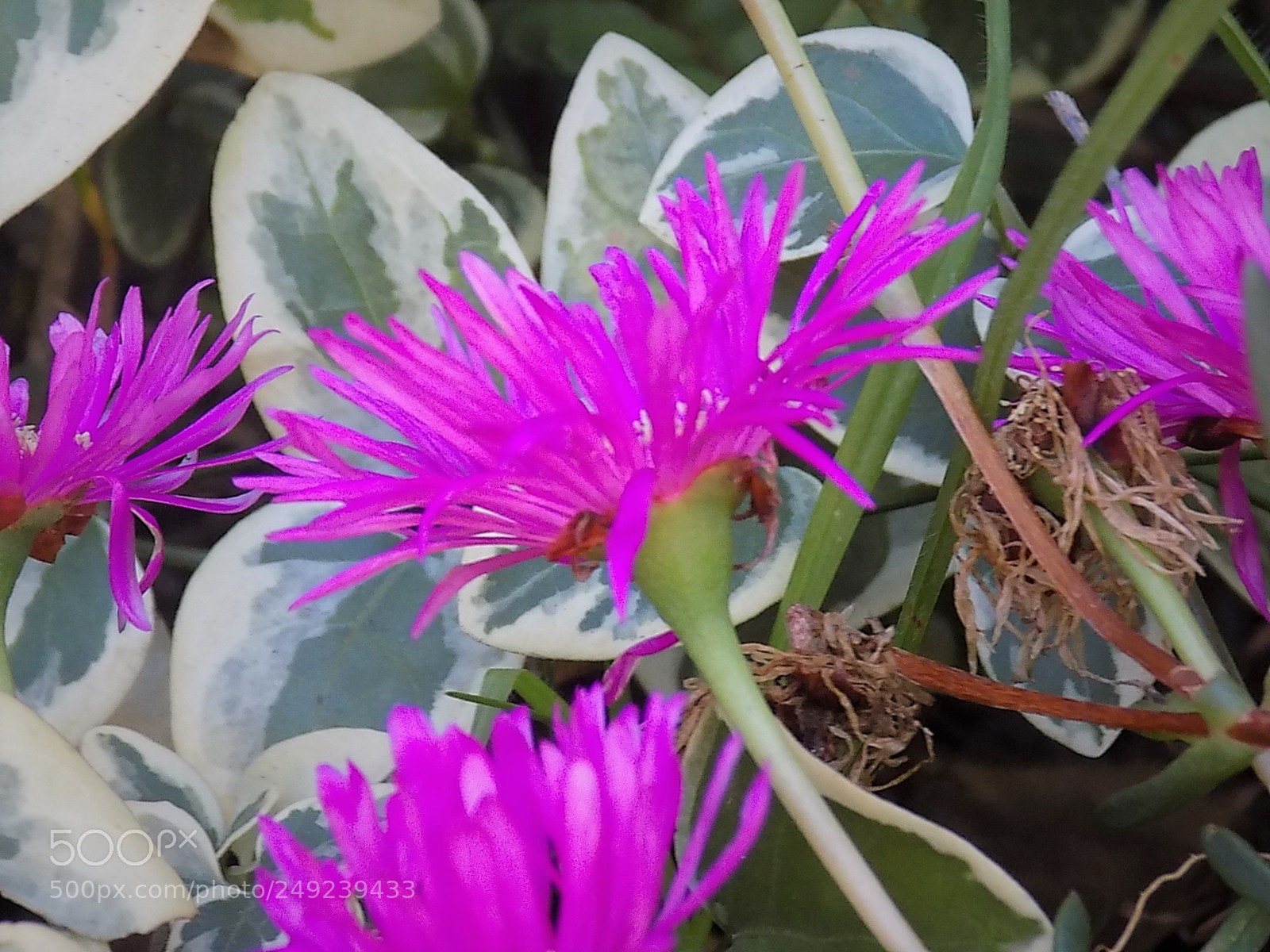 Nikon COOLPIX L340 sample photo. Alfaomega photography