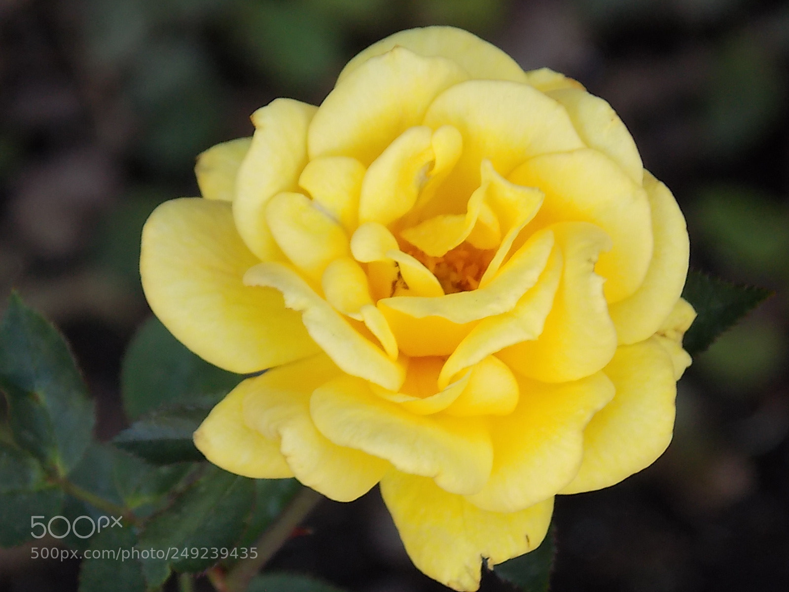 Nikon COOLPIX L340 sample photo. Belleza amarilla photography