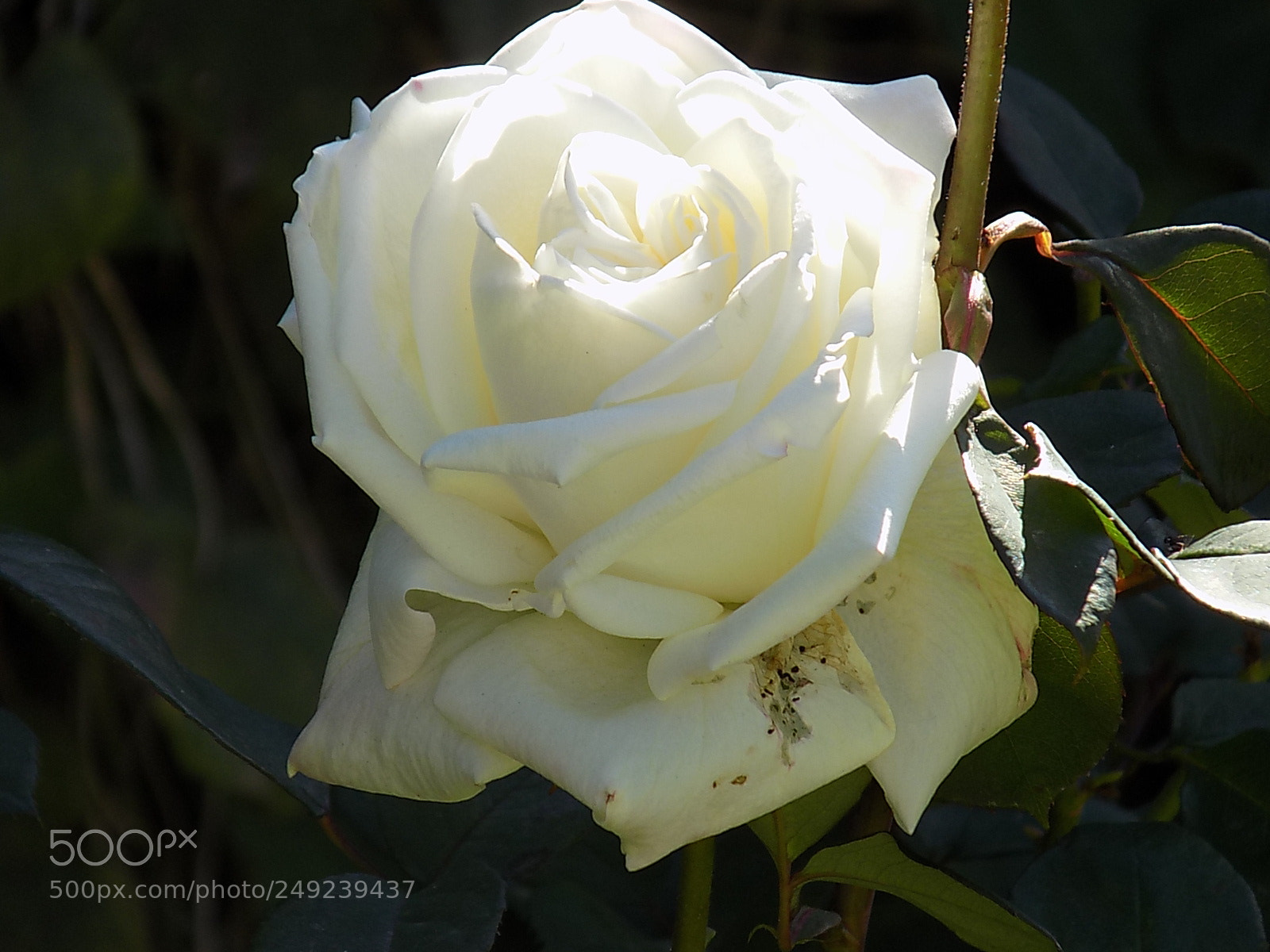 Nikon COOLPIX L340 sample photo. Belleza blanca photography