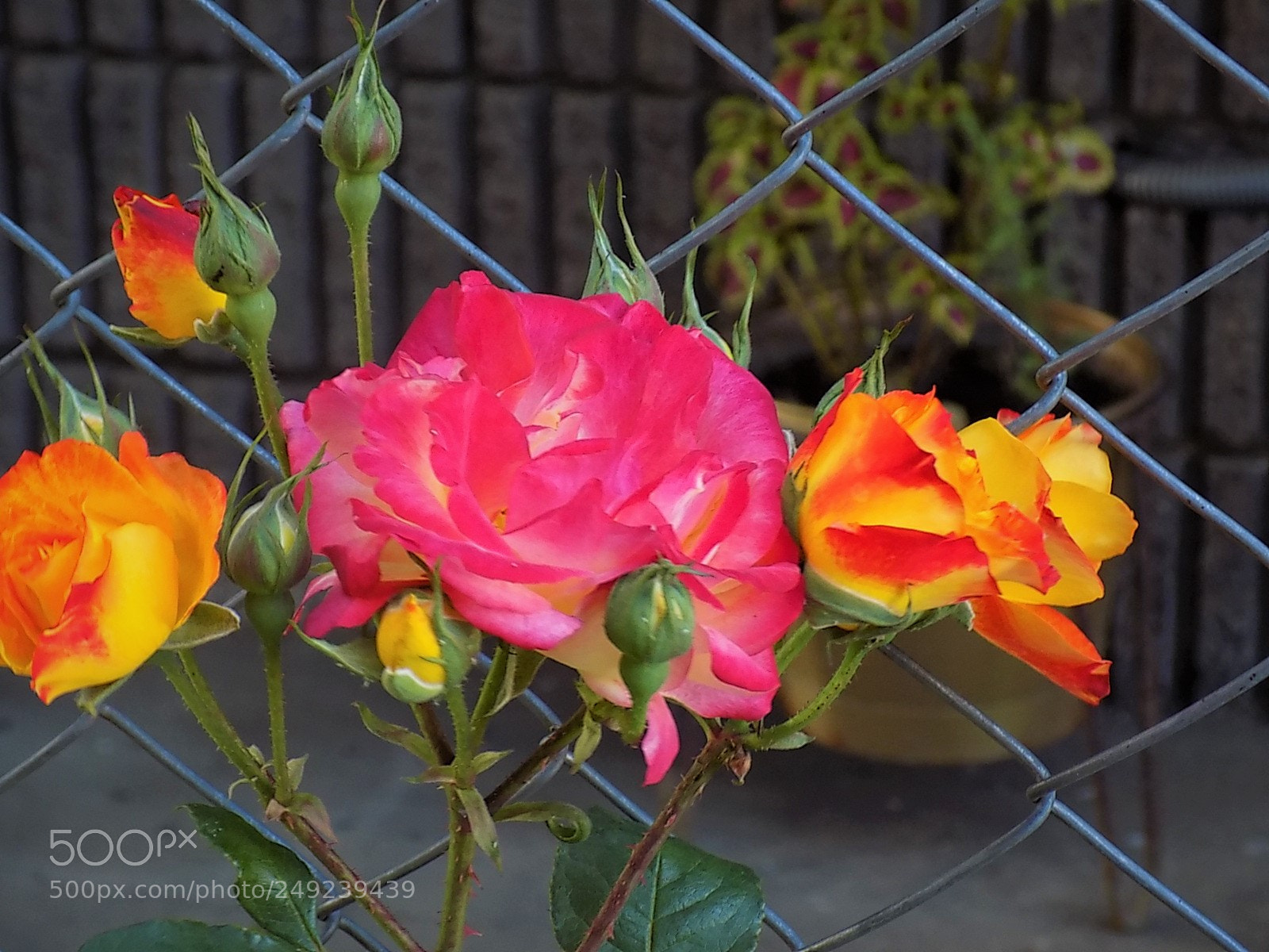 Nikon COOLPIX L340 sample photo. Colores surtidos photography