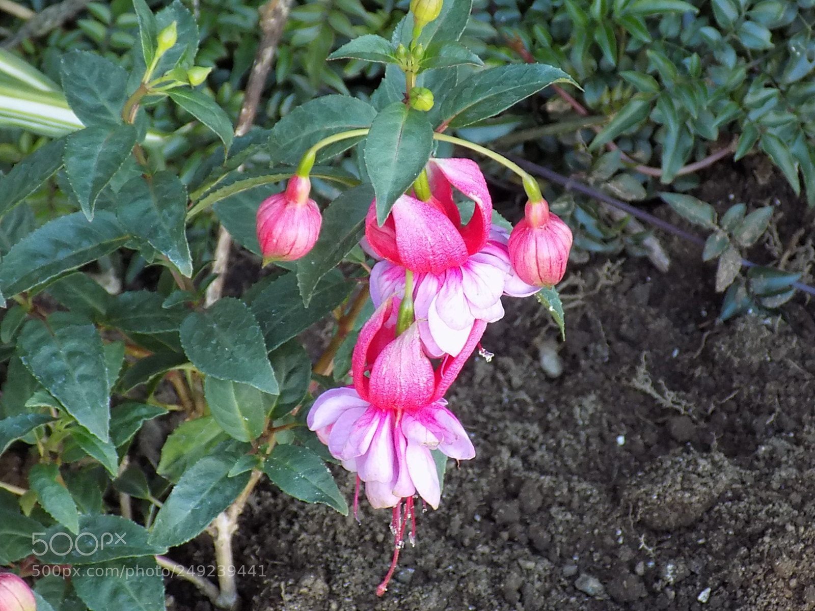 Nikon COOLPIX L340 sample photo. Delicadeza photography
