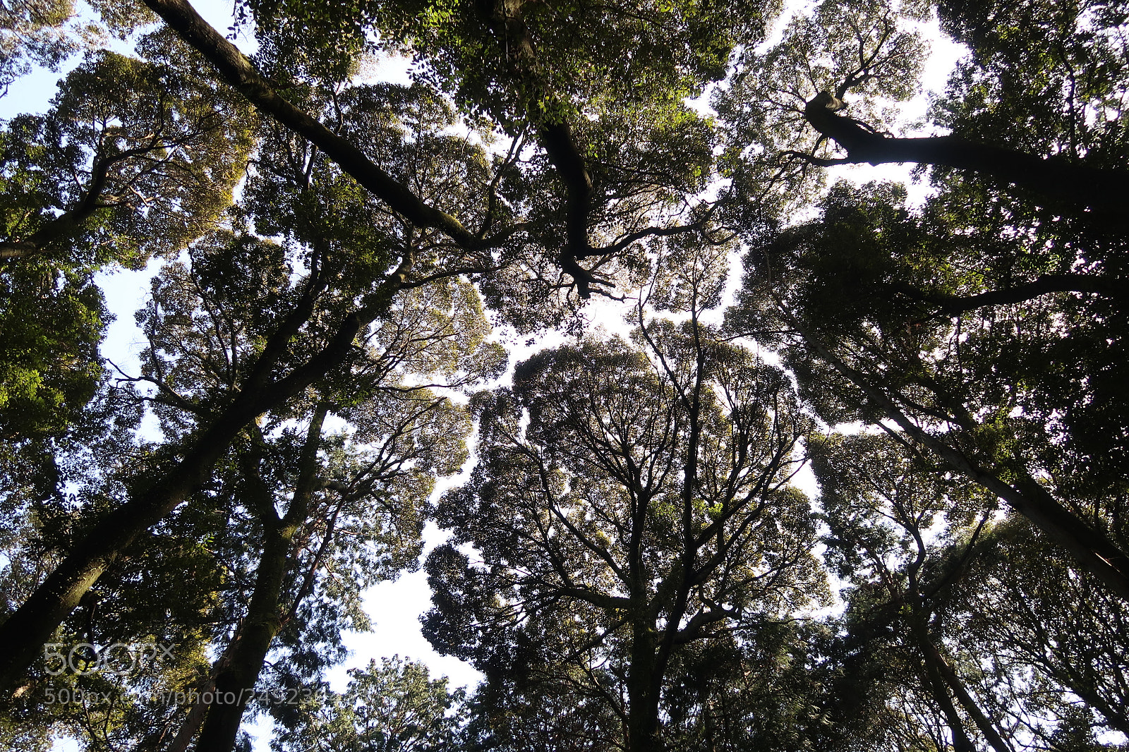 Canon PowerShot G7 X Mark II sample photo. Forest of god photography