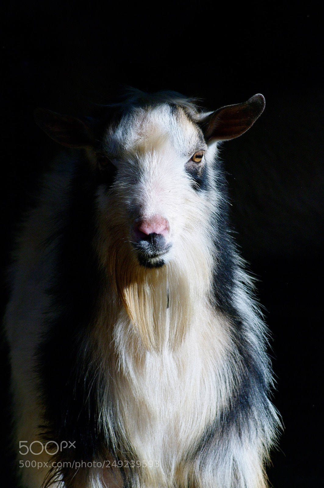 Pentax K20D sample photo. Juniper photography