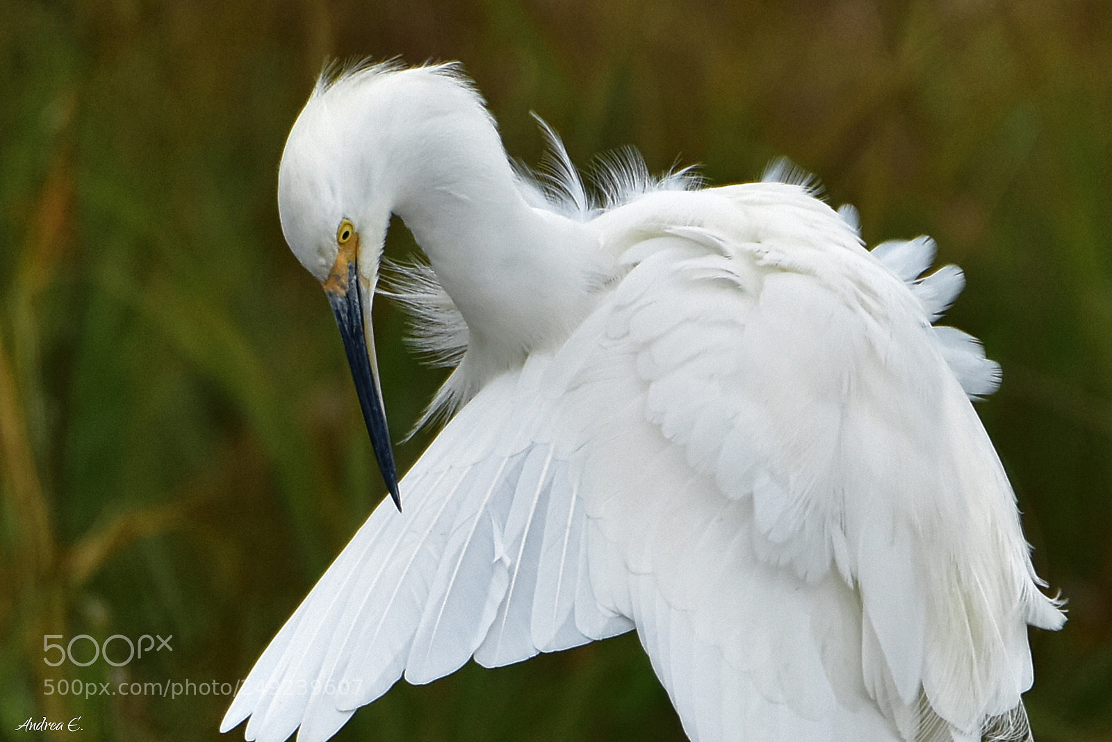 Nikon D7200 sample photo. Snowy egret photography