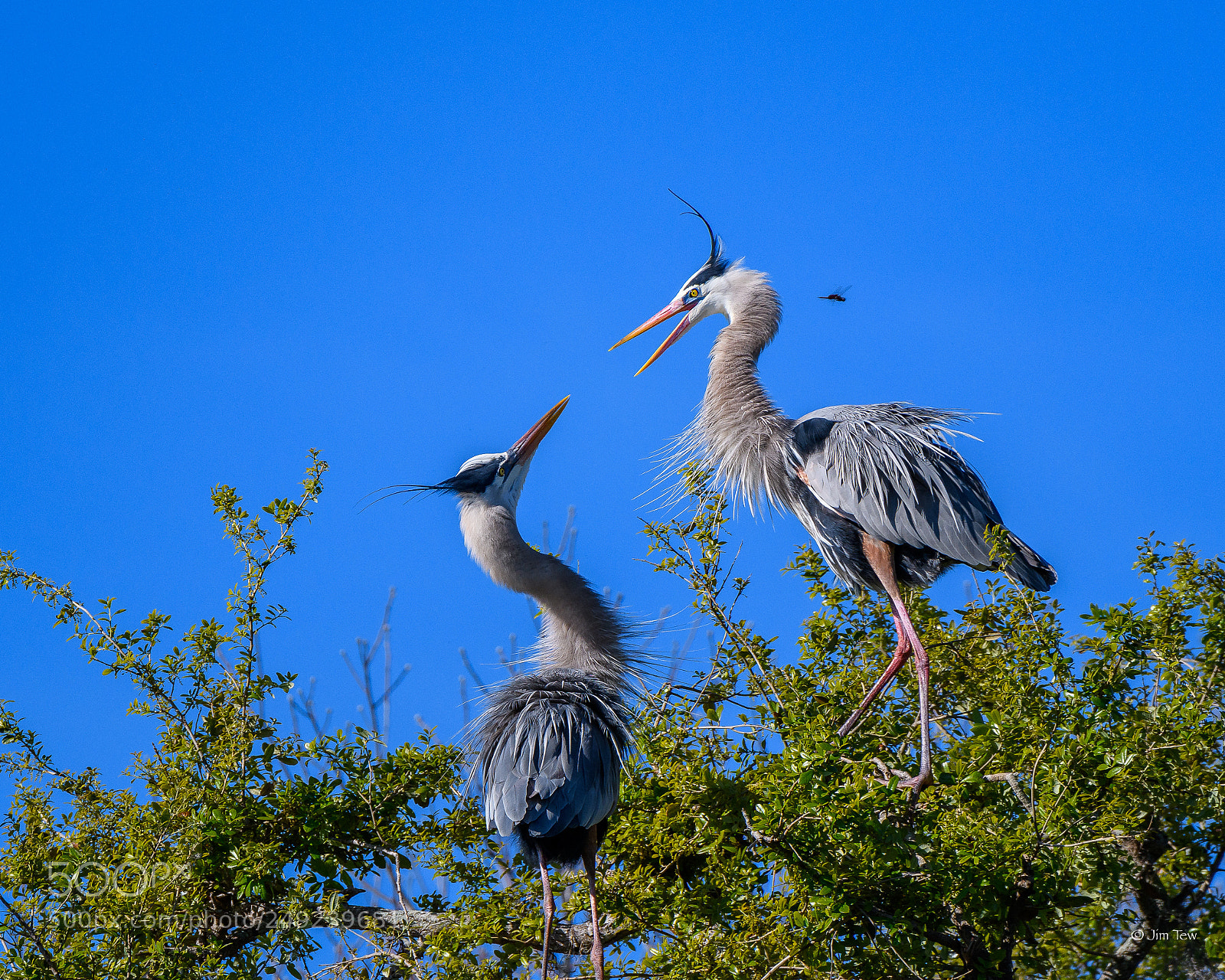 Nikon D7500 sample photo. Great blue herons with photography