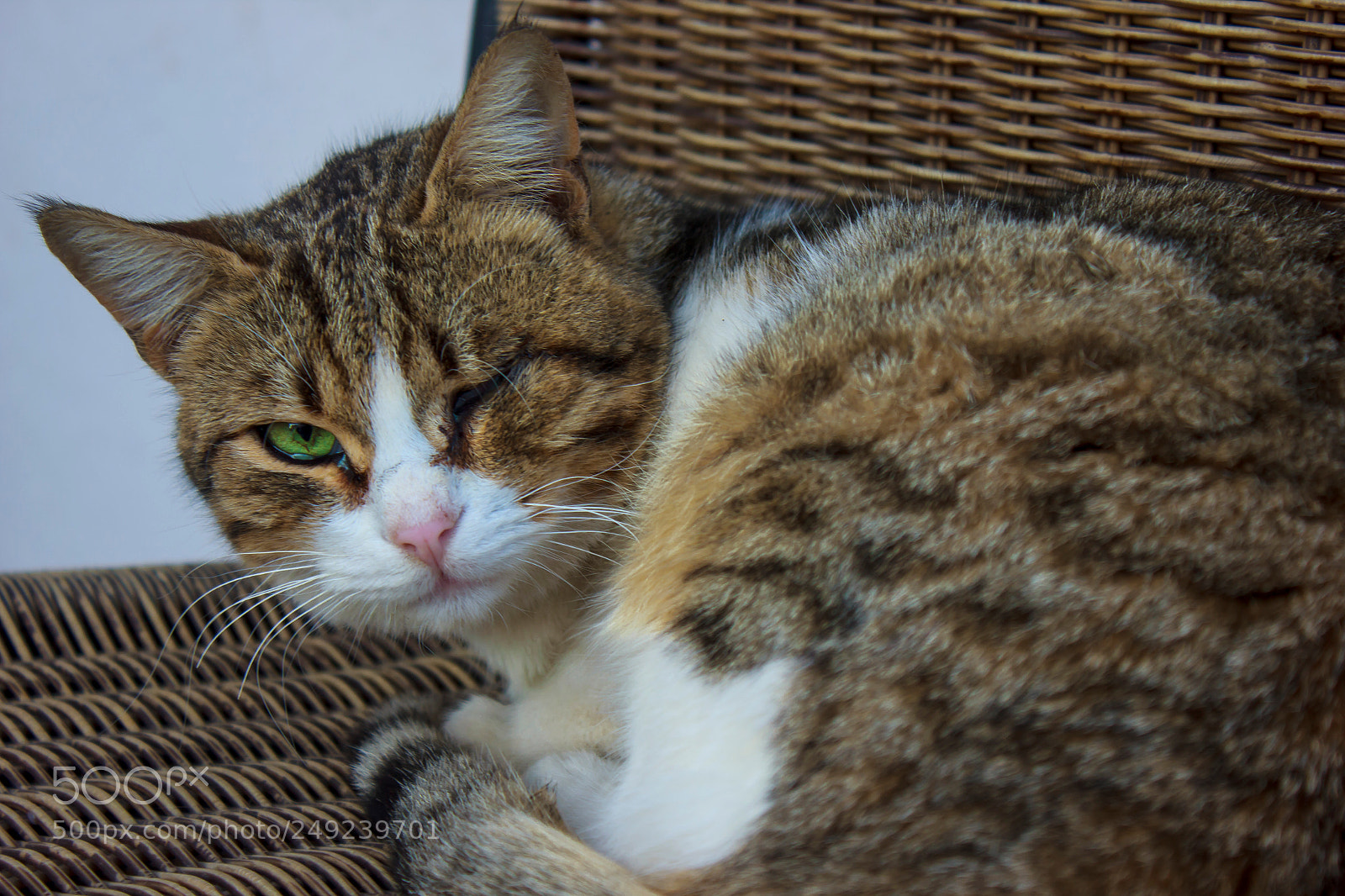 Canon EOS 550D (EOS Rebel T2i / EOS Kiss X4) sample photo. Cat photography