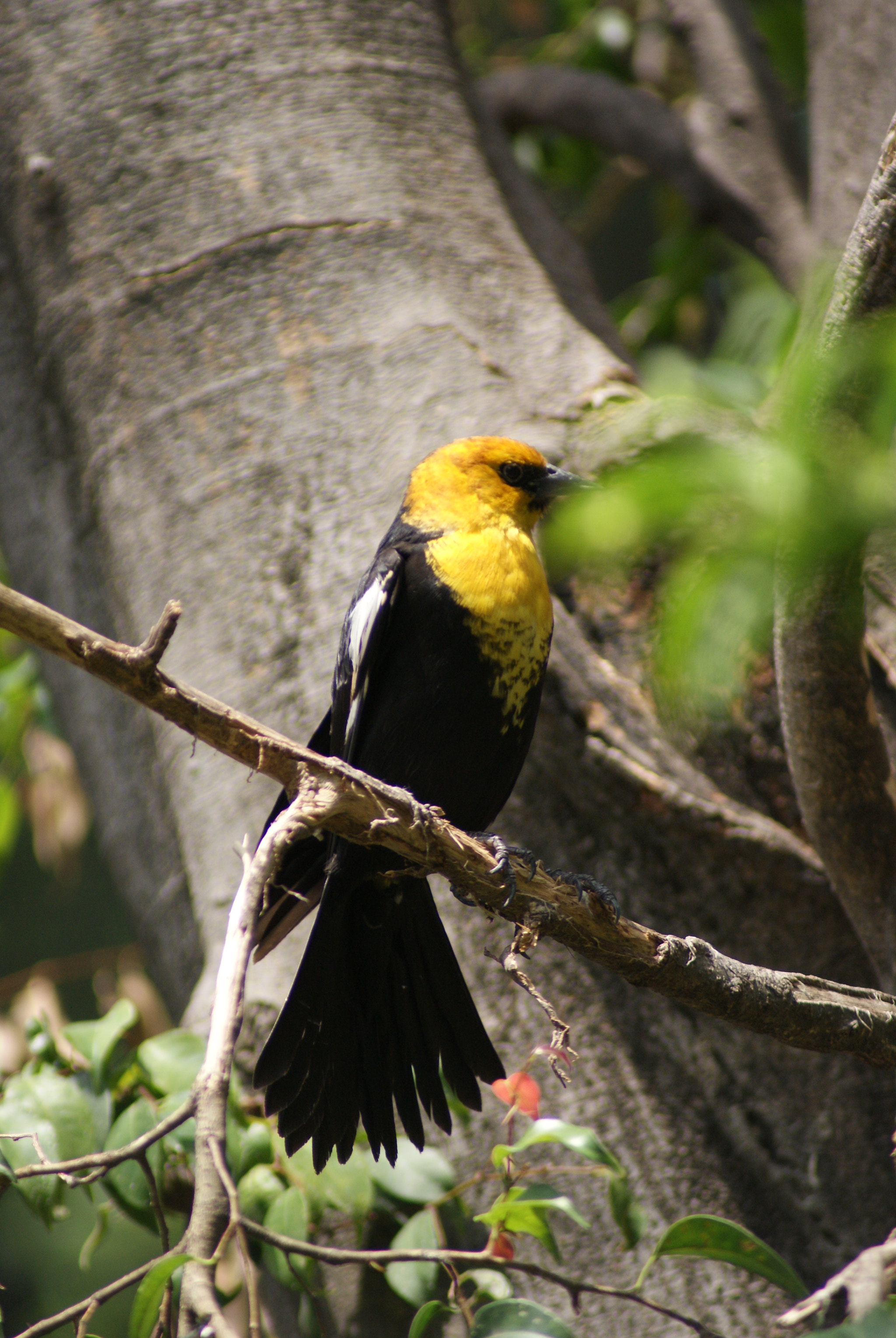 Sony 75-300mm F4.5-5.6 sample photo
