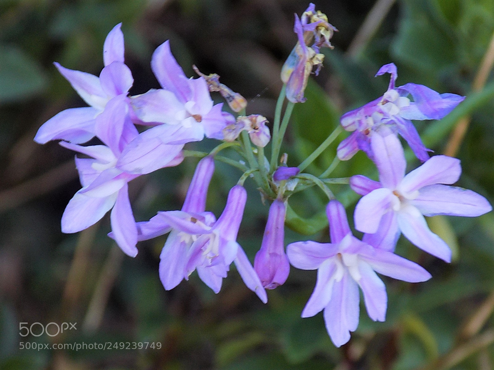 Nikon COOLPIX L340 sample photo. Mis campanillas morado pastel photography