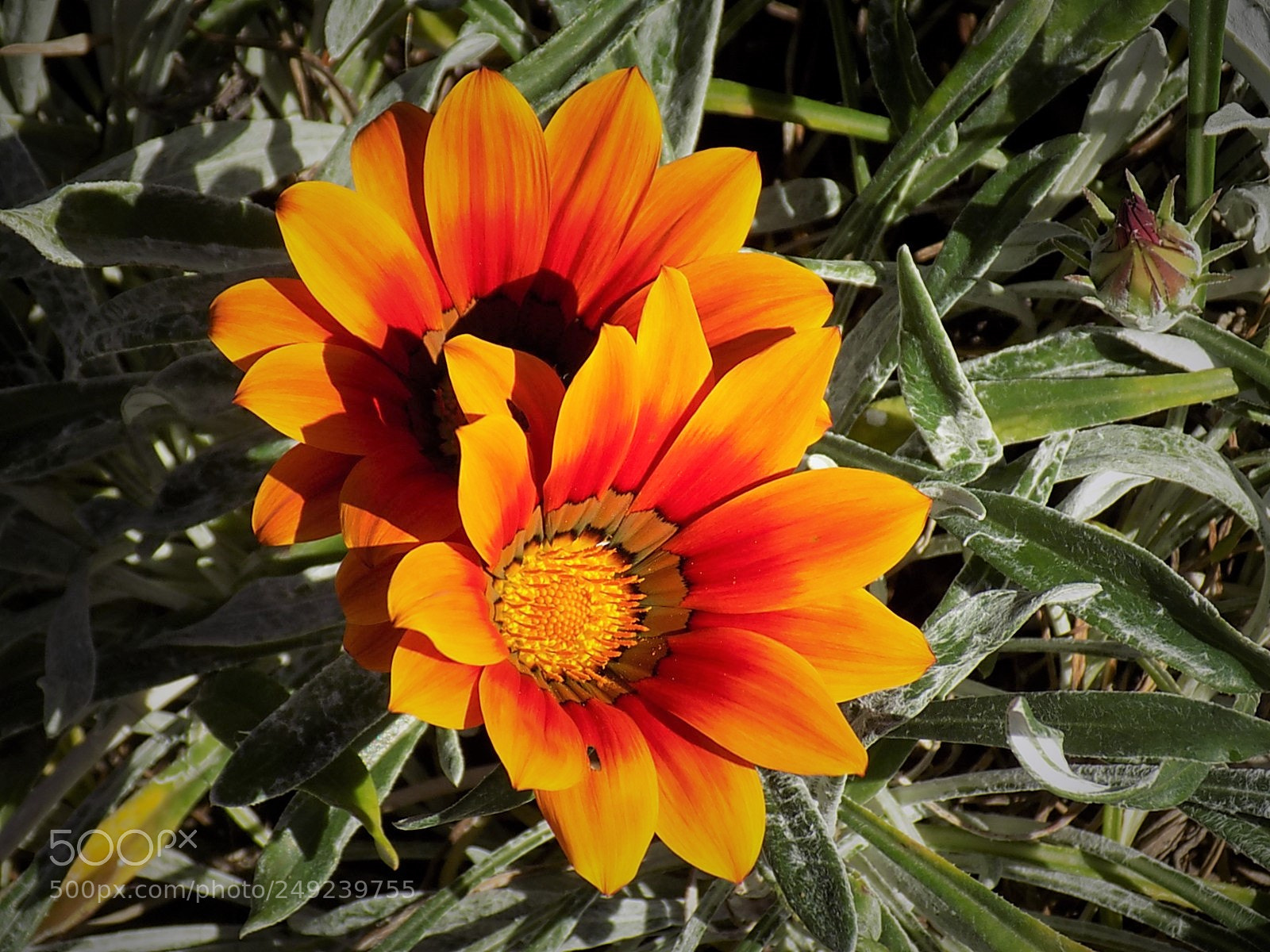 Nikon COOLPIX L340 sample photo. Romance photography