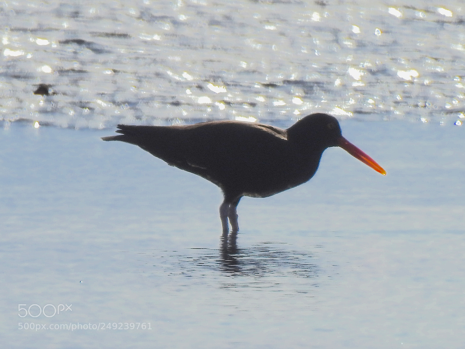 Nikon Coolpix P900 sample photo. Black oystercatcher photography