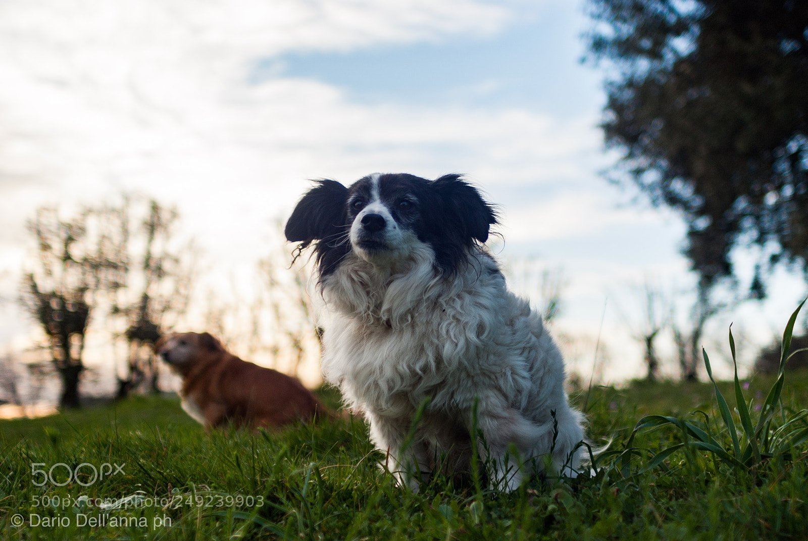 Sony Alpha DSLR-A300 sample photo. Ying photography