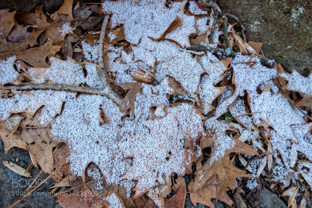 Fujifilm X-T2 sample photo. Snow leaves photography