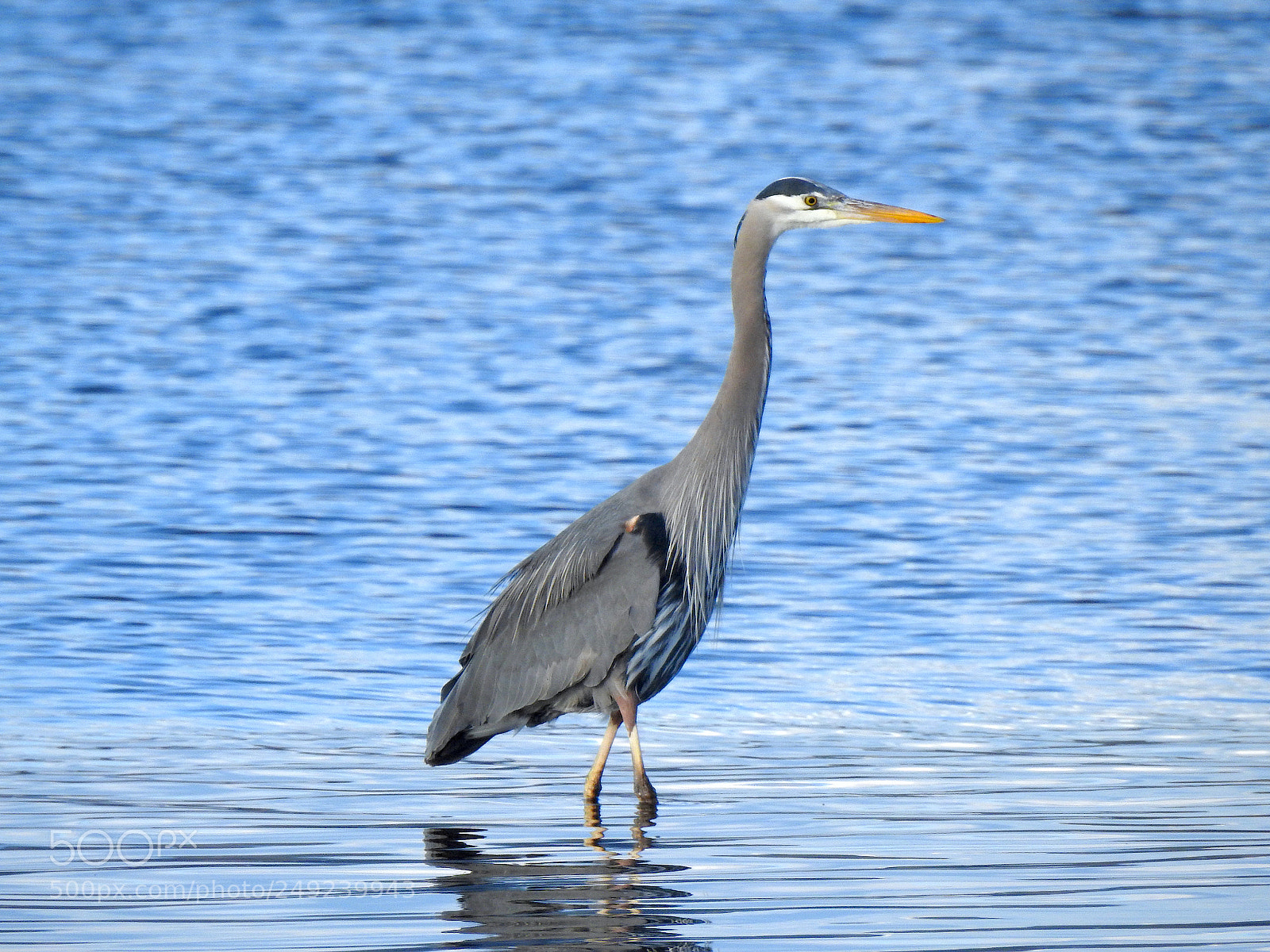 Nikon Coolpix P900 sample photo. Great blue heron photography