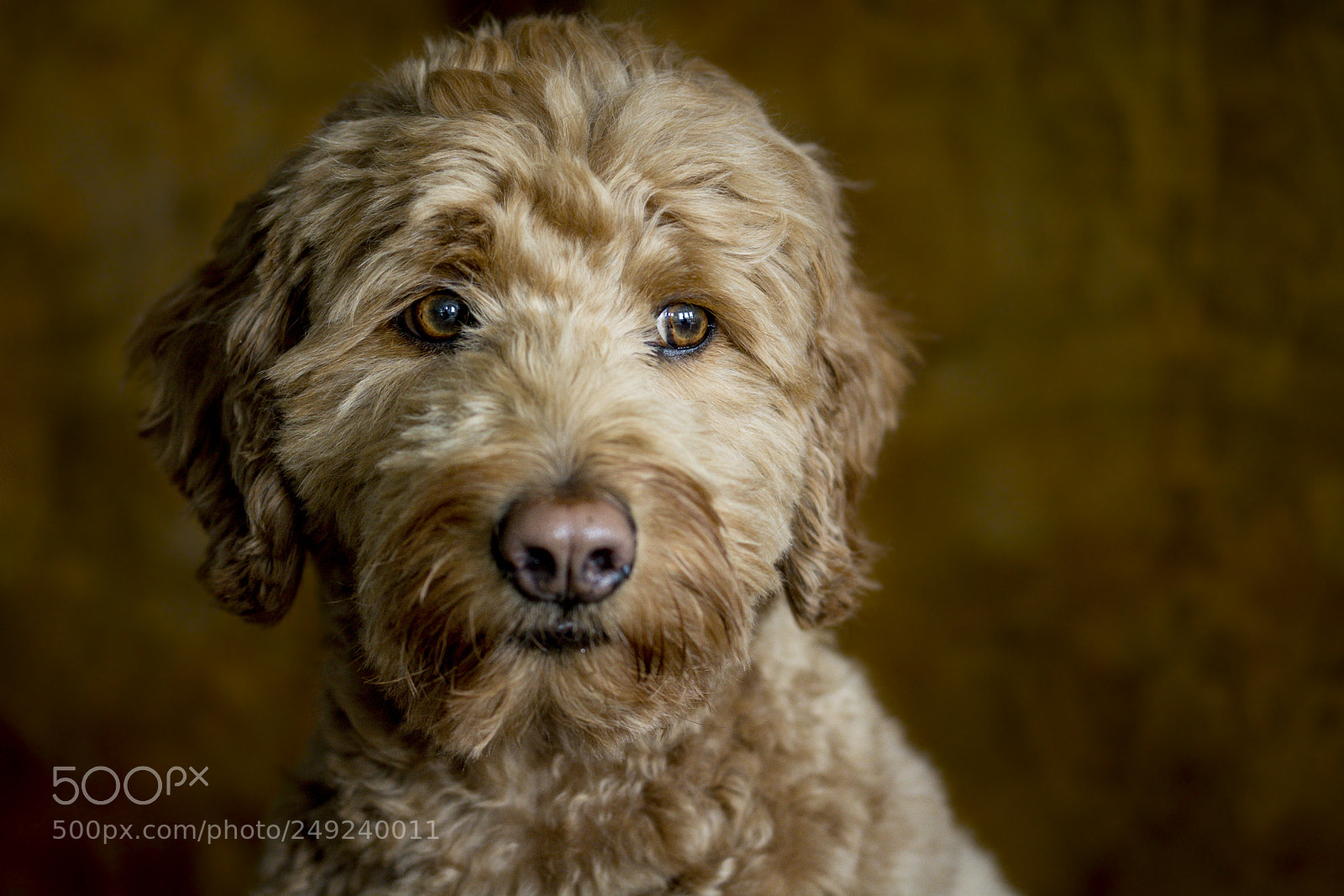 Nikon D7100 sample photo. Harvey - labradoodle photography