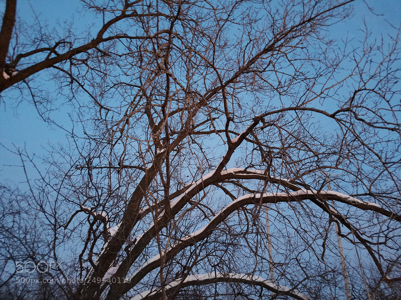 Samsung Galaxy S7 sample photo. The tree photography