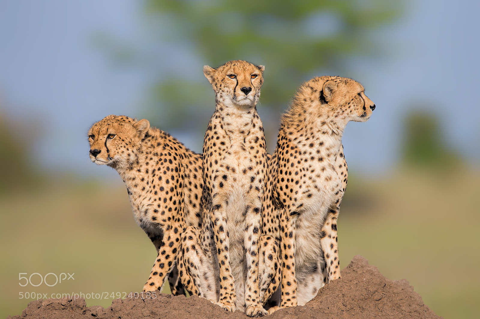 Canon EOS-1D X sample photo. Cheetah malaika and her photography
