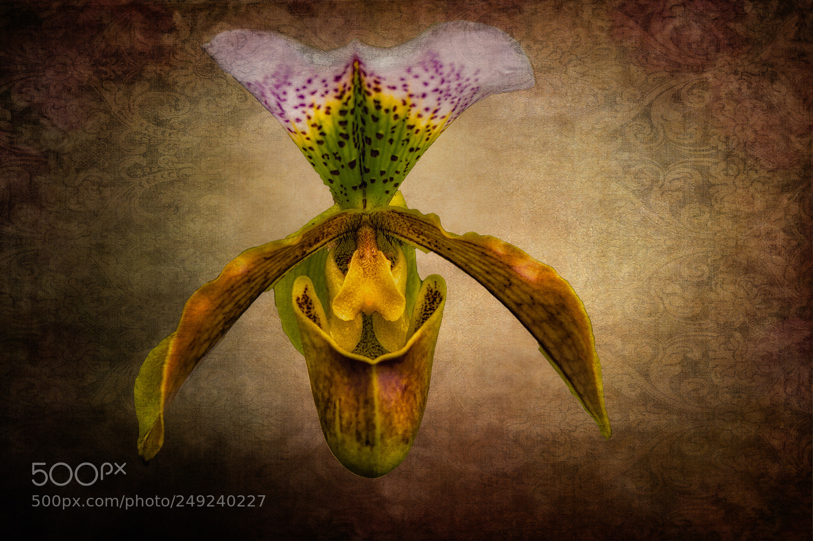 Nikon D4 sample photo. Baroque orchid photography