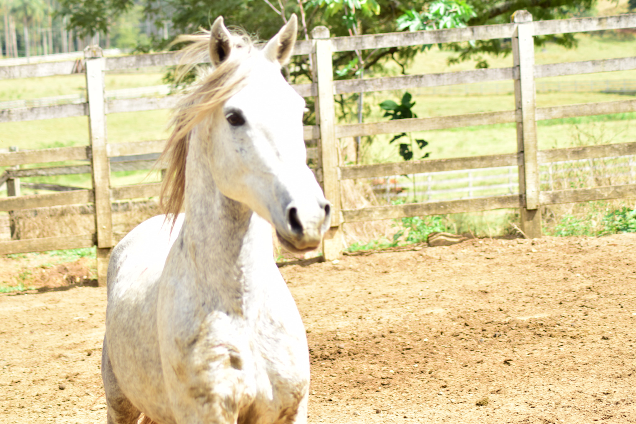 Nikon D5300 + Nikon AF Nikkor 70-300mm F4-5.6G sample photo. Horse photography