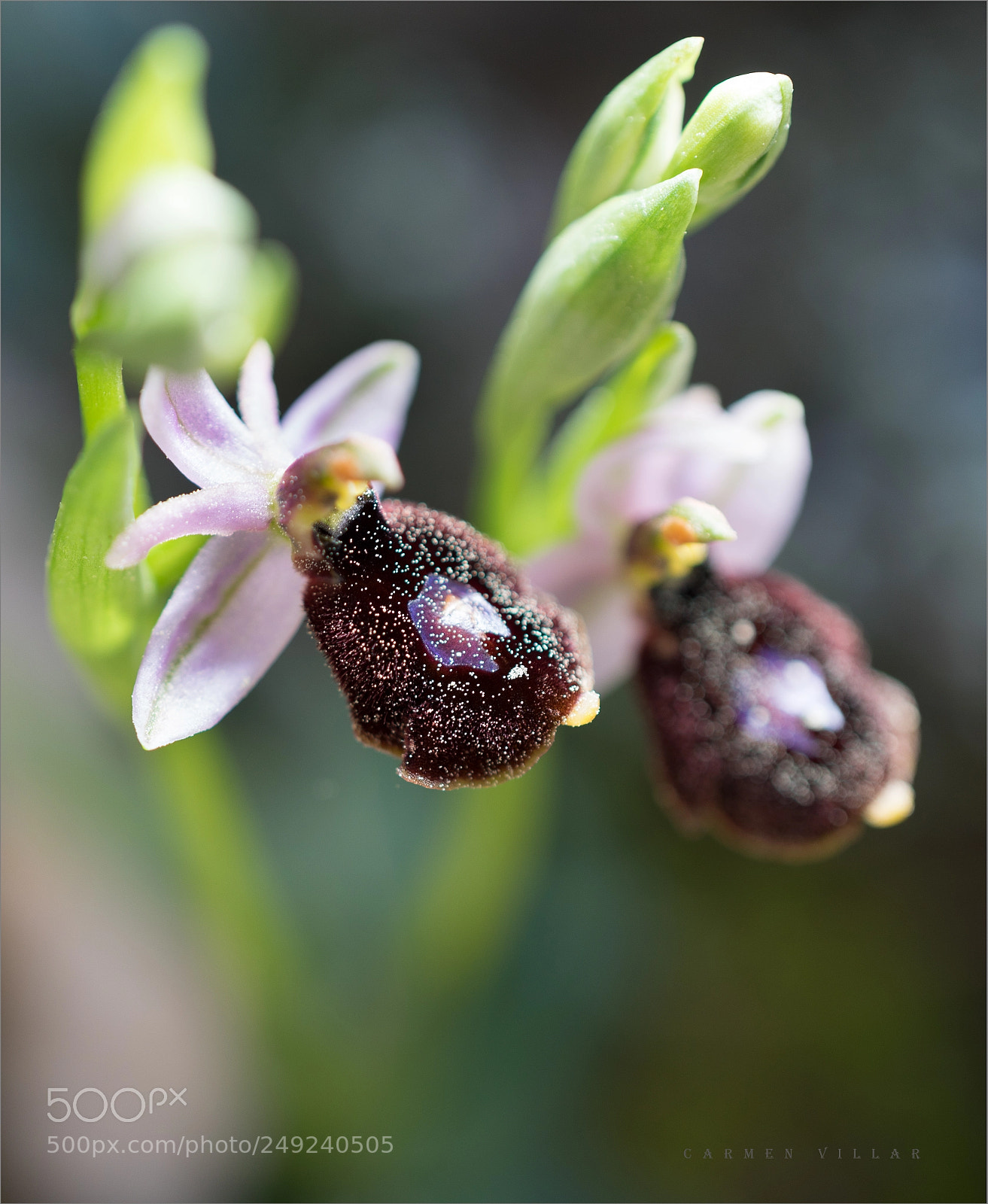Sony a7R sample photo. Orchid photography