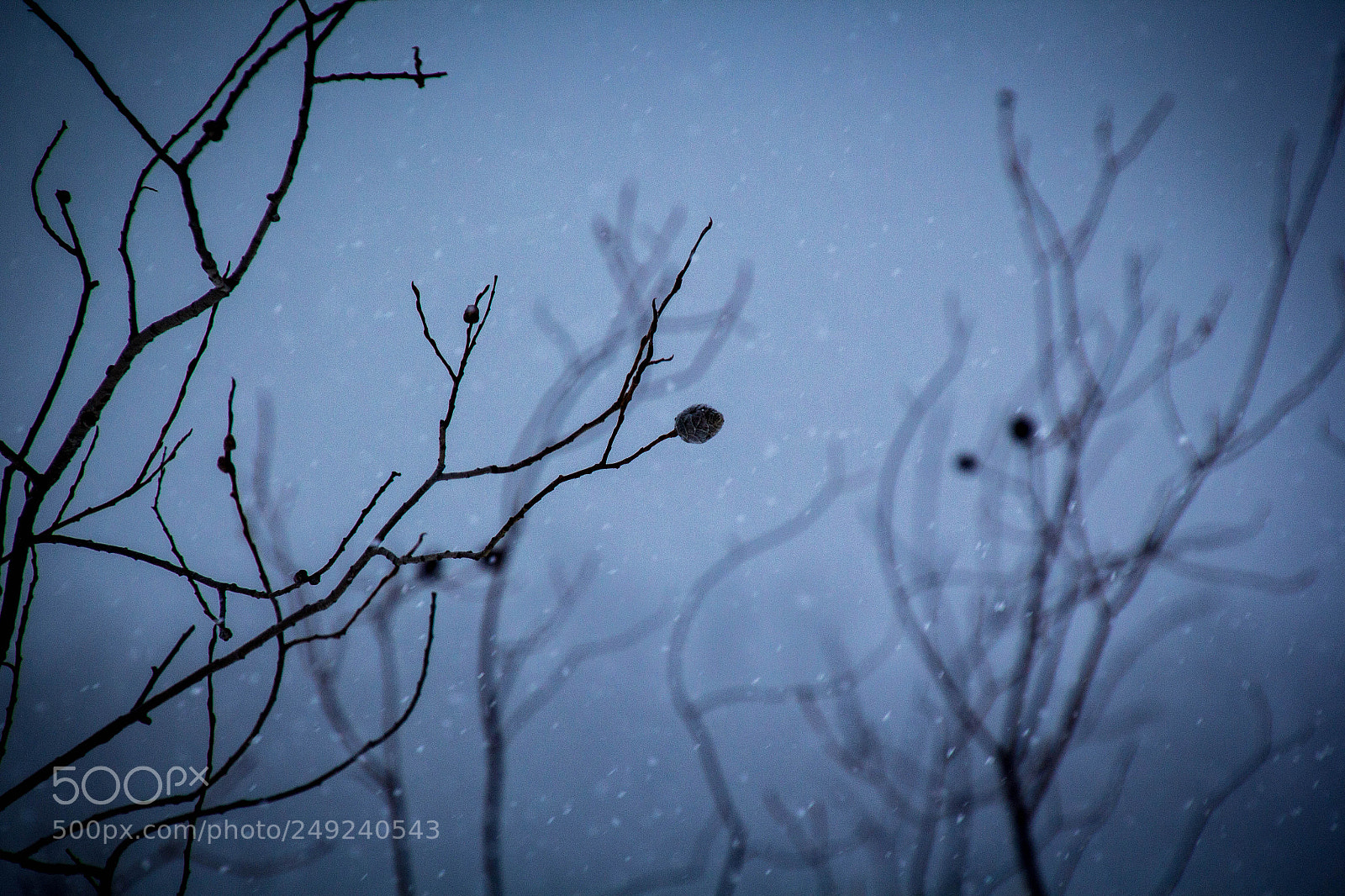 Canon EOS 60D sample photo. Frozen plants by leech photography