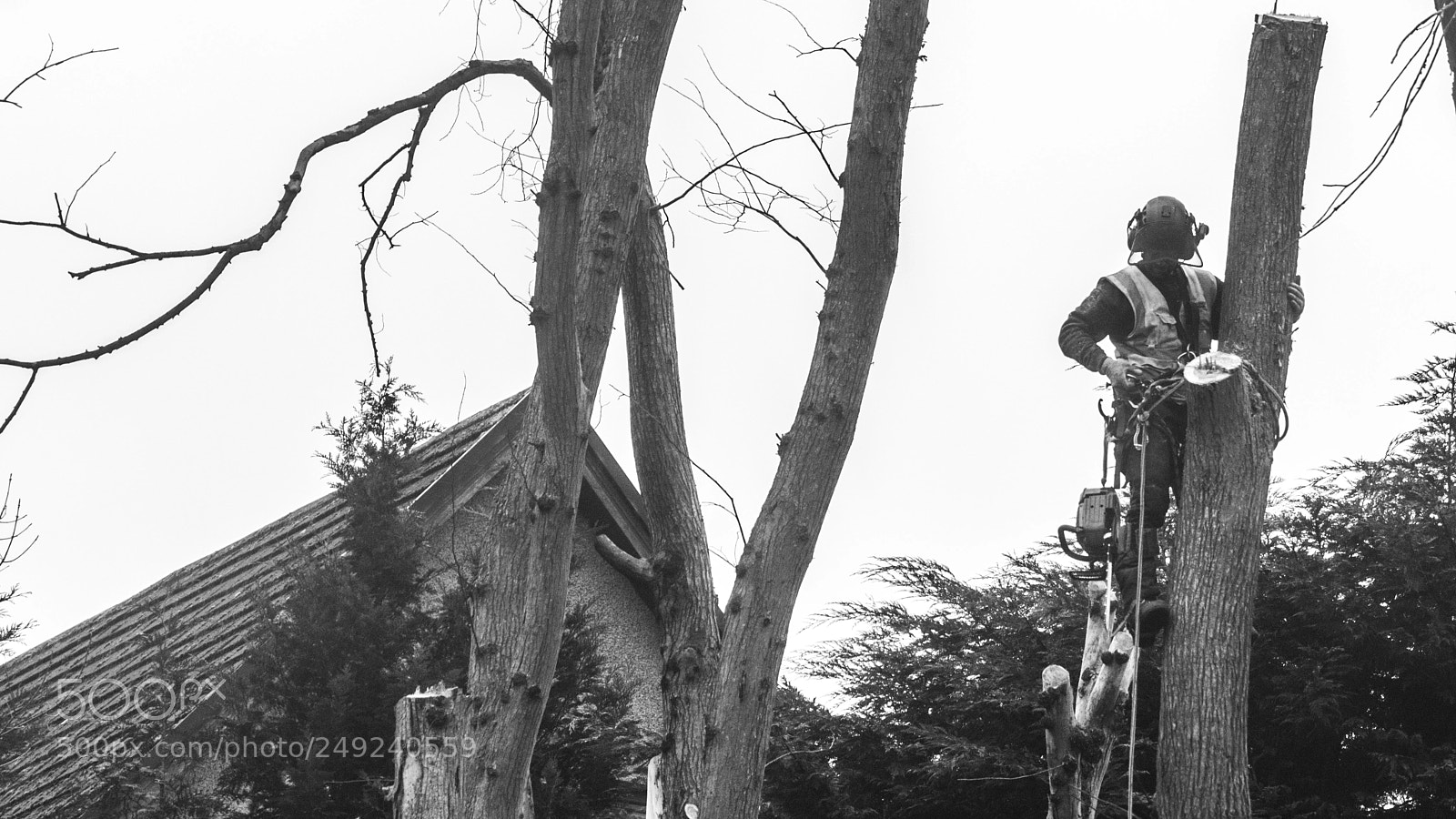 Nikon D3300 sample photo. Tree-hugger photography